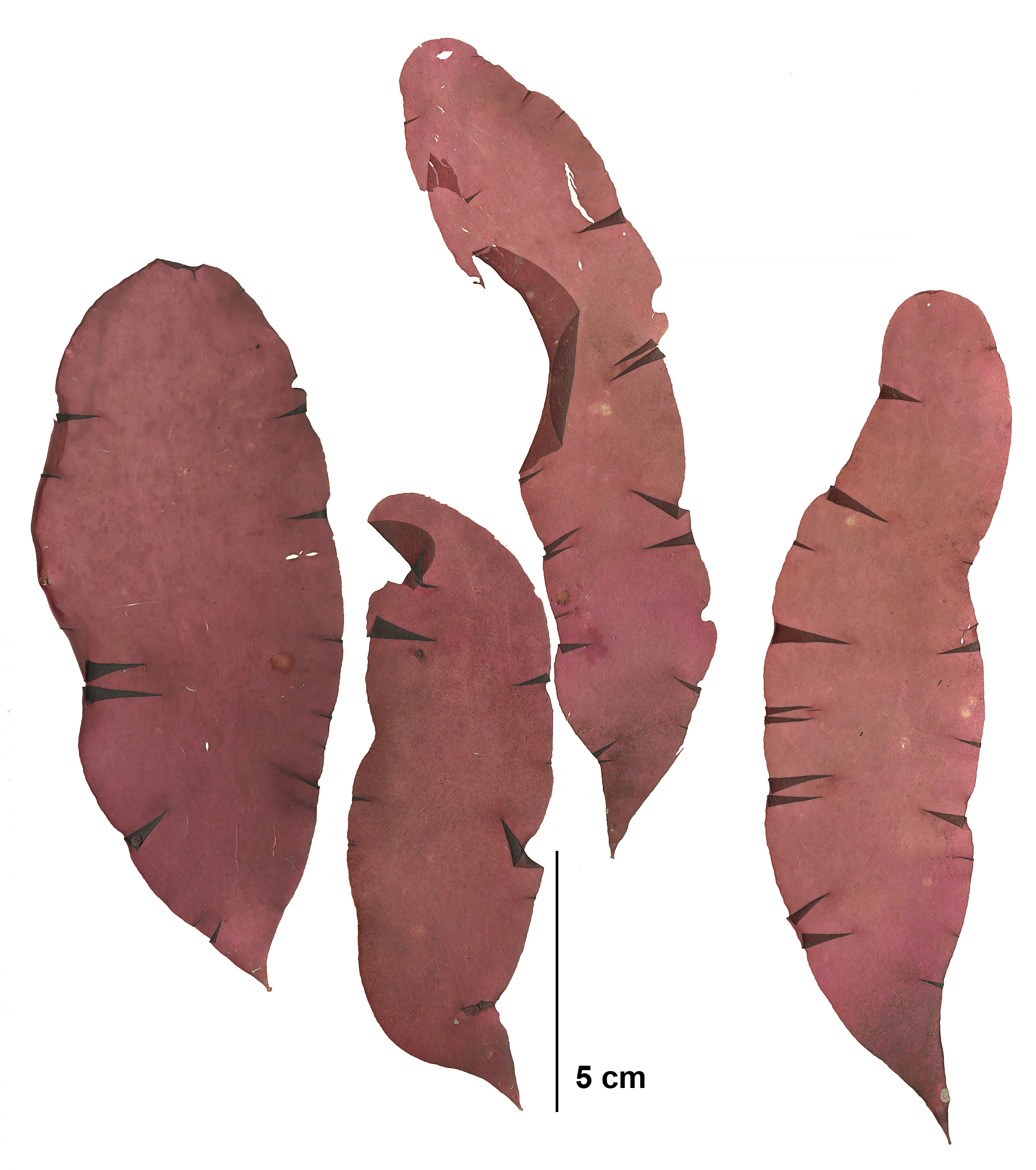 Schizymenia pacifica – M. Lindeberg · Cook Inlet · July 2009
