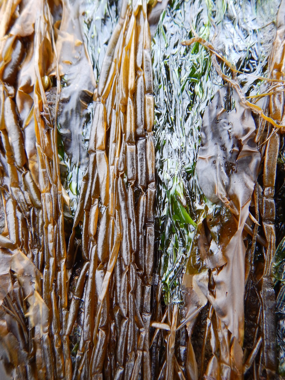 Scytosiphon lomentaria – M. Lindeberg · Kenai Peninsula · May 2016
