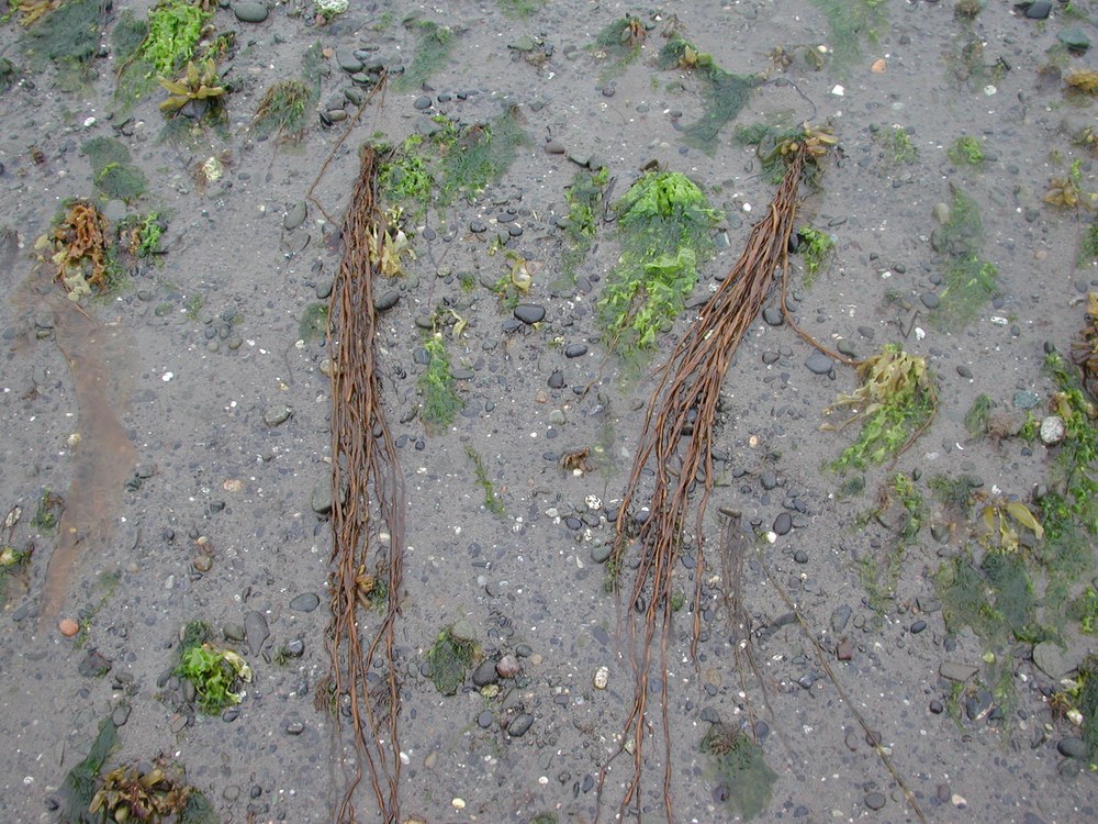 Scytosiphon lomentaria – M. Lindeberg · Kodiak Archipelago · June 2005