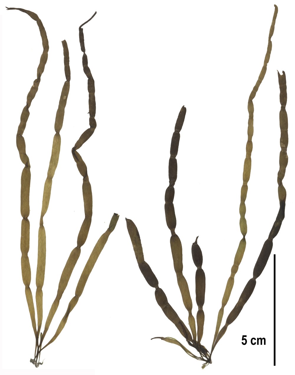 Scytosiphon lomentaria