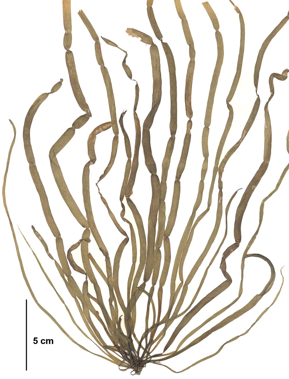 Scytosiphon lomentaria – M. Lindeberg · Cook Inlet · June 1996