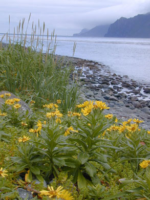 Senecio pseudo-arnica – S. Lindstrom · Aleutian Islands · August 2005