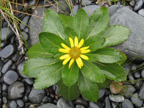 Senecio pseudo-arnica
