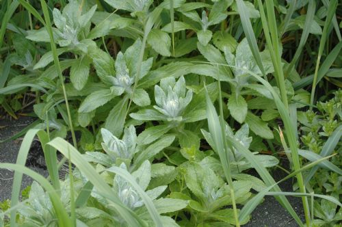 Senecio pseudo-arnica – M. Lindeberg · Aleutian Islands · July 2007