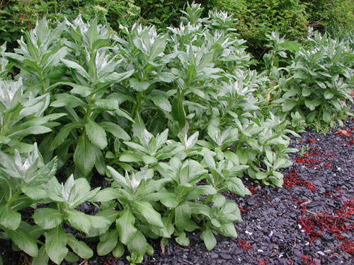 Senecio pseudo-arnica – M. Lindeberg · Kodiak Archipelago · June 2005