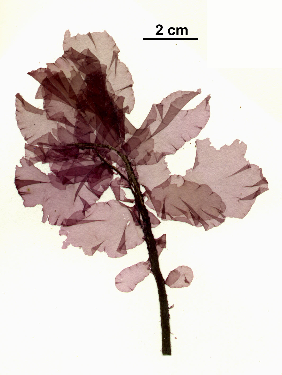 Smithora naiadum