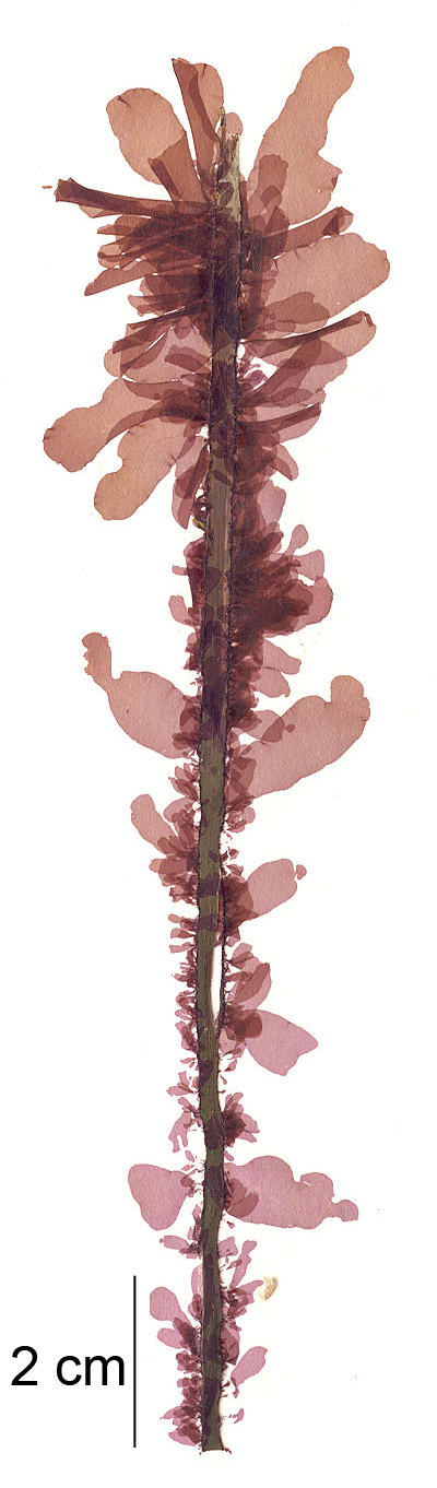 Smithora naiadum – M. Lindeberg · Southeast