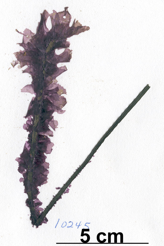 Smithora naiadum – S. Lindstrom