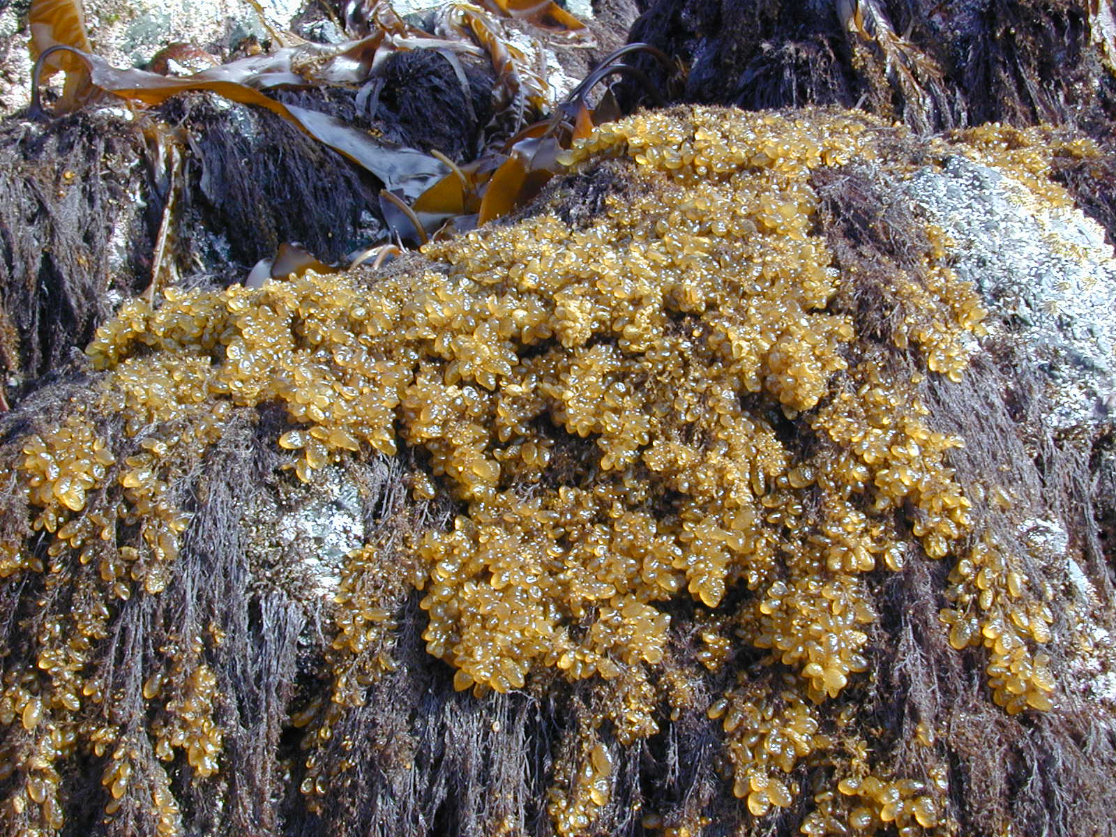 Soranthera ulvoidea – M. Lindeberg · Cook Inlet · June 2000