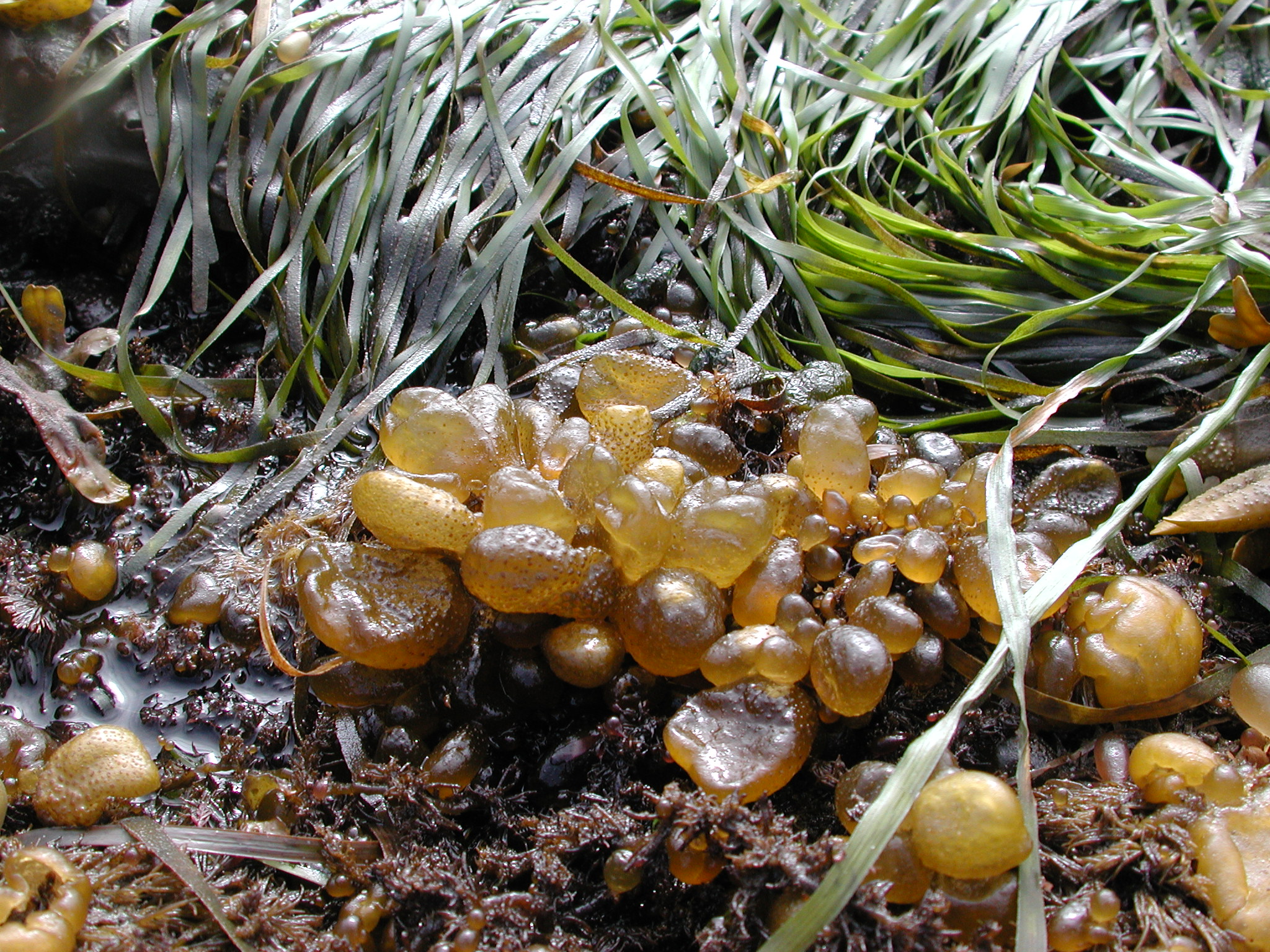 Soranthera ulvoidea – M. Lindeberg · Kodiak Archipelago · June 2005