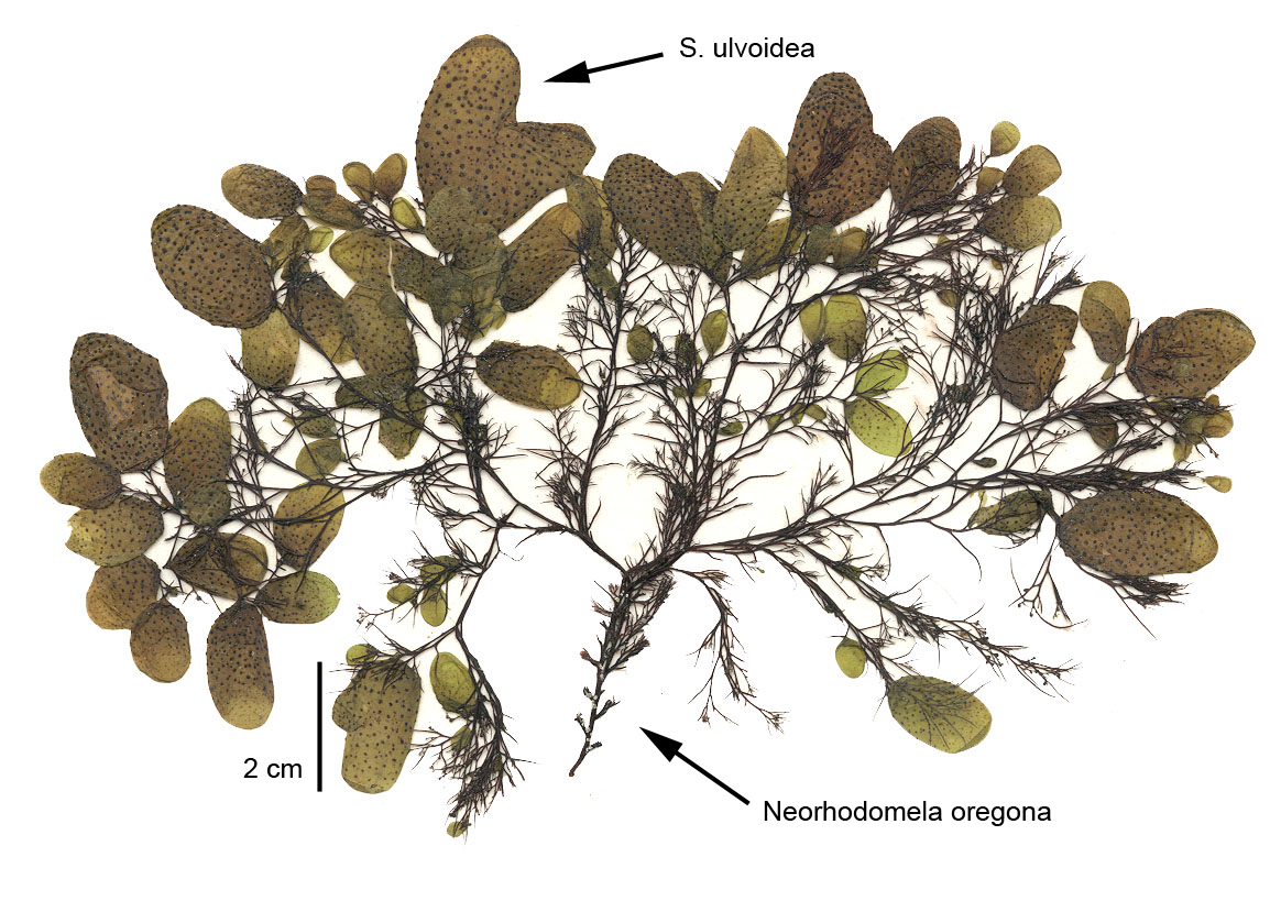 Soranthera ulvoidea – M. Lindeberg · Cook Inlet · July 1995