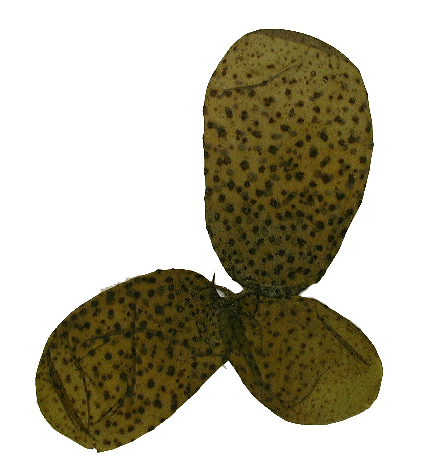 Soranthera ulvoidea