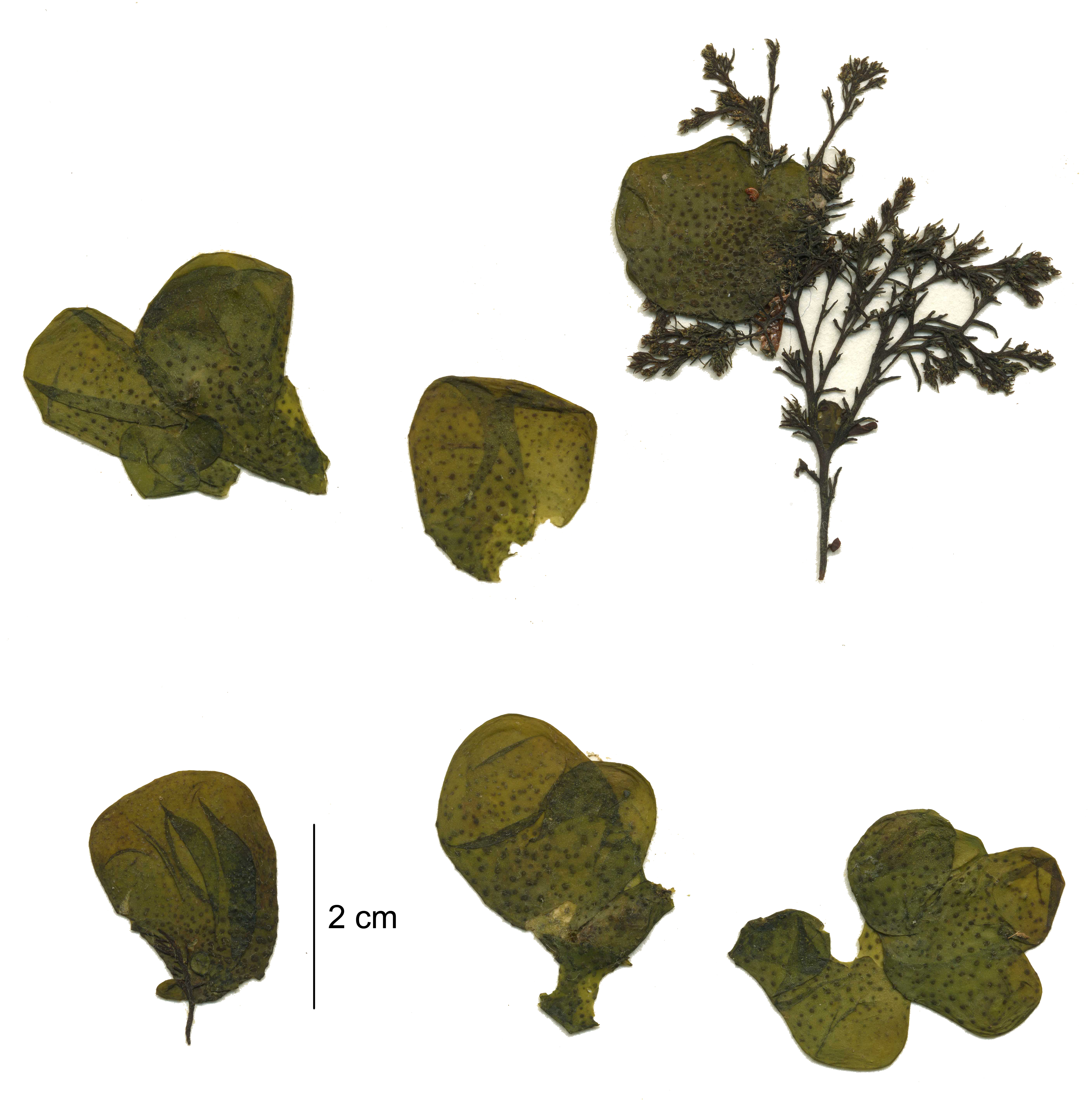 Soranthera ulvoidea – M. Lindeberg · Aleutian Islands · June 2007