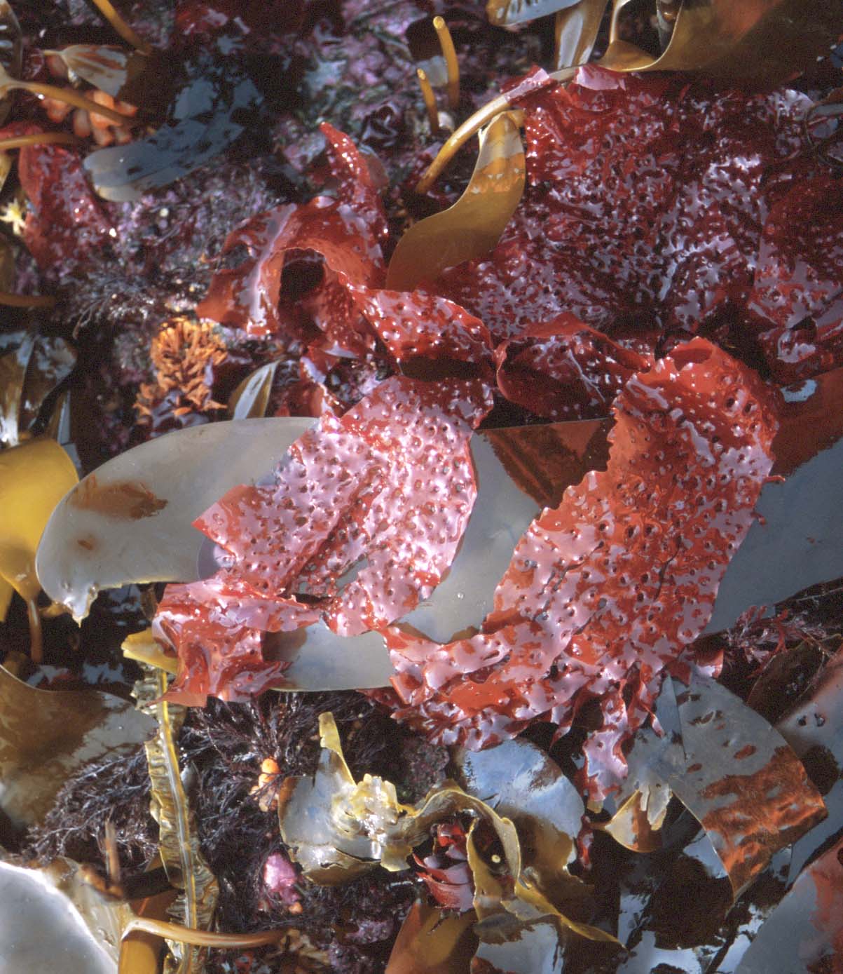Sparlingia pertusa – M. Lindeberg