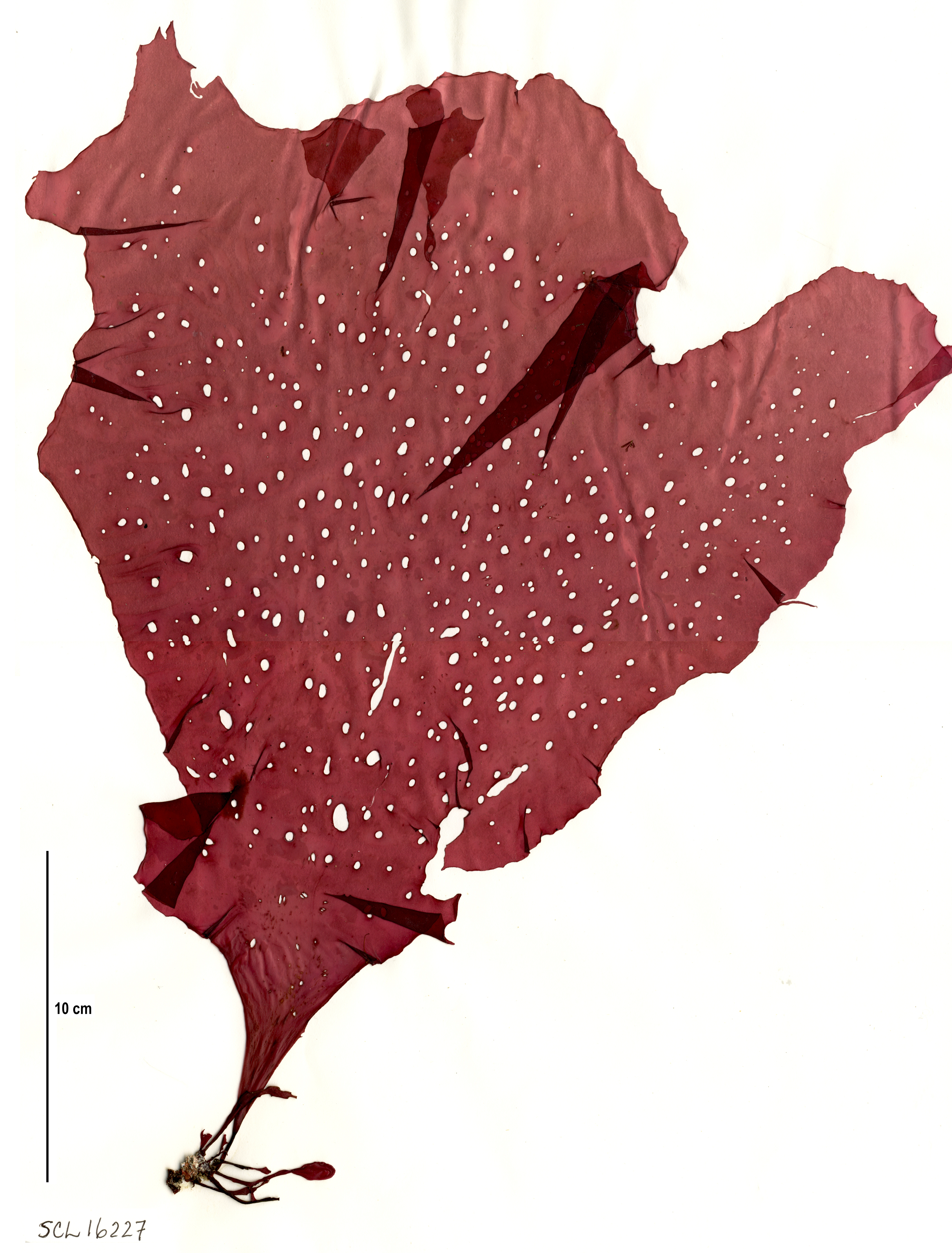 Sparlingia pertusa
