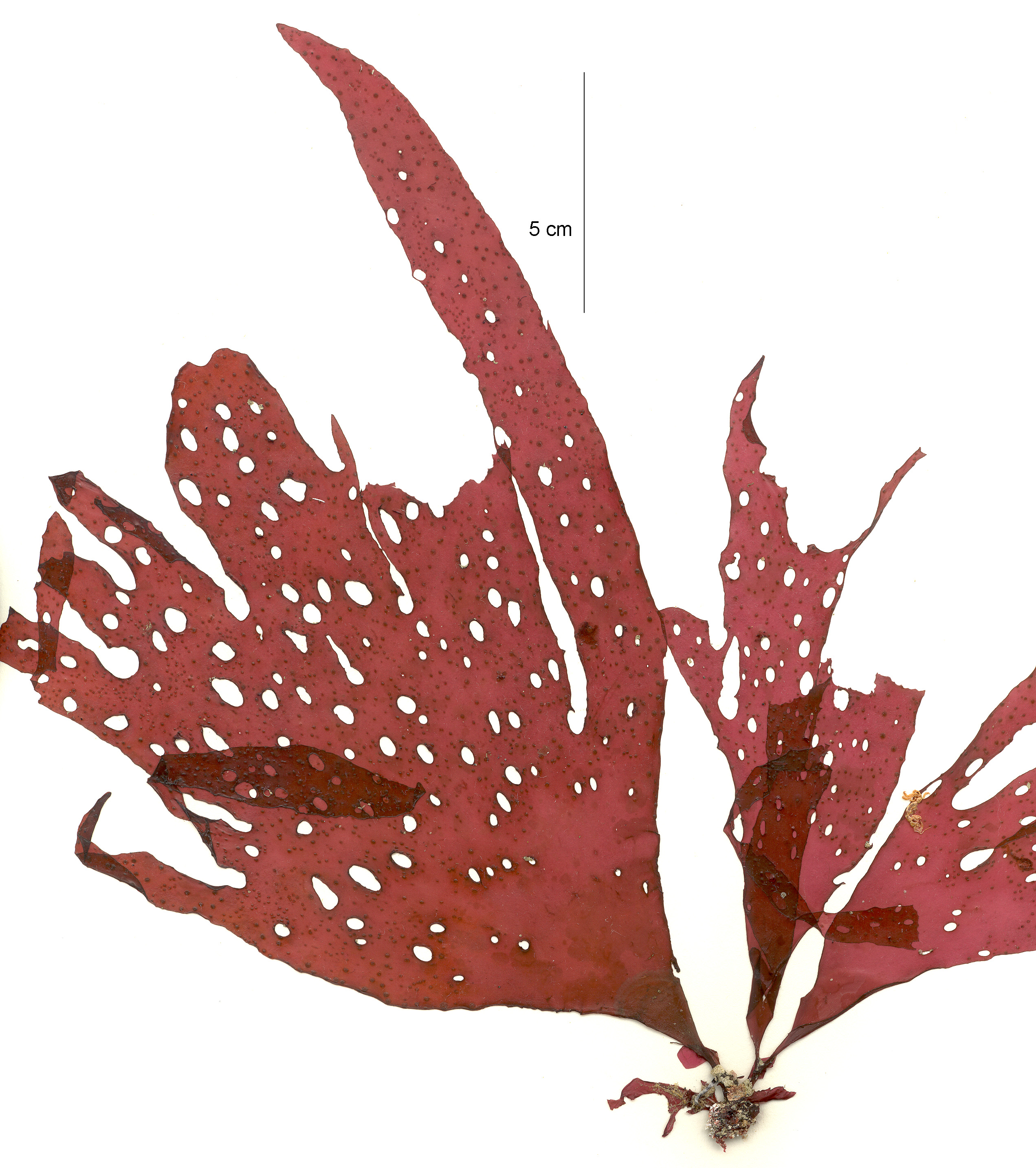 Sparlingia pertusa – M. Lindeberg