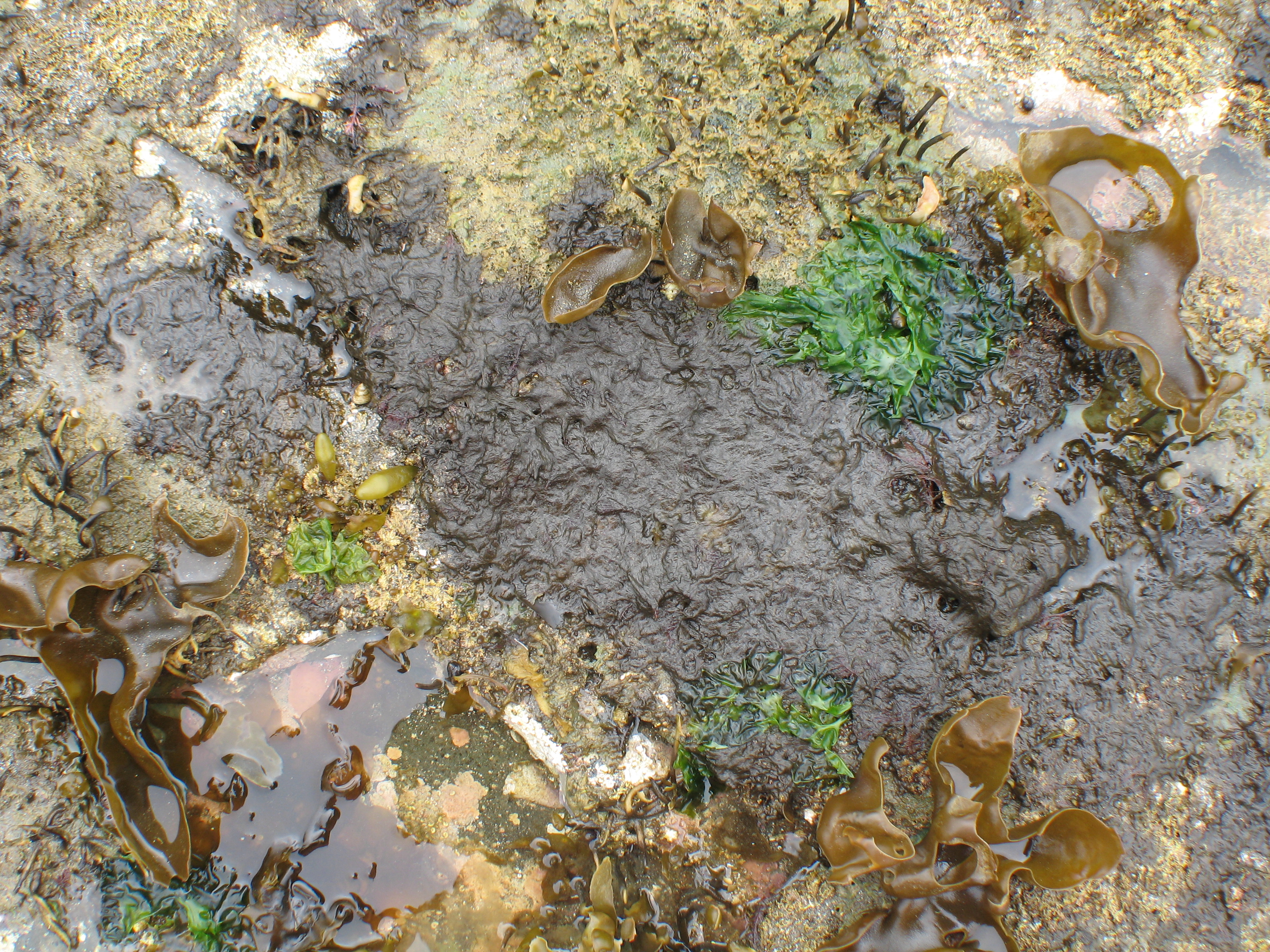 Sphacelaria rigidula – M. Lindeberg · Aleutian Islands · July 2006