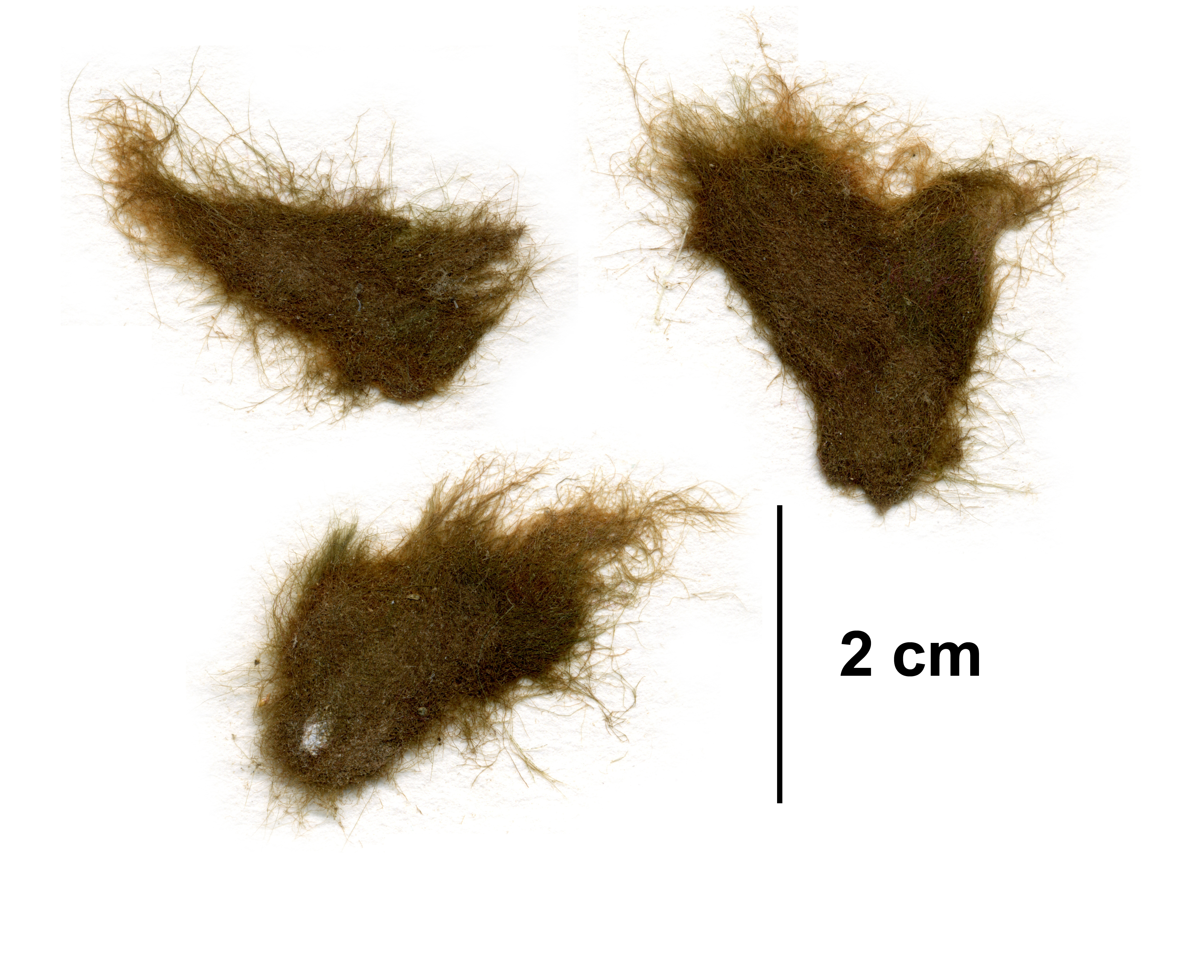 Sphacelaria rigidula