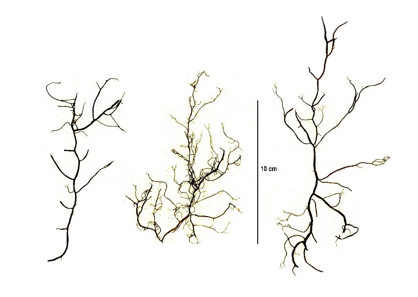 Sphaerotrichia divaricata
