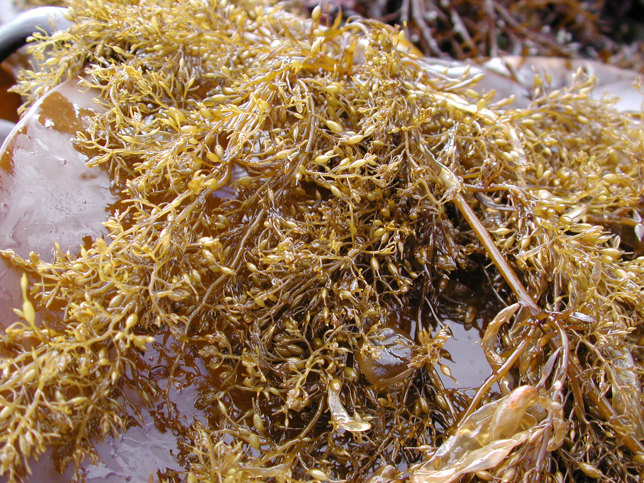 Stephanocystis geminata – M. Lindeberg · Kodiak Archipelago · May 2005