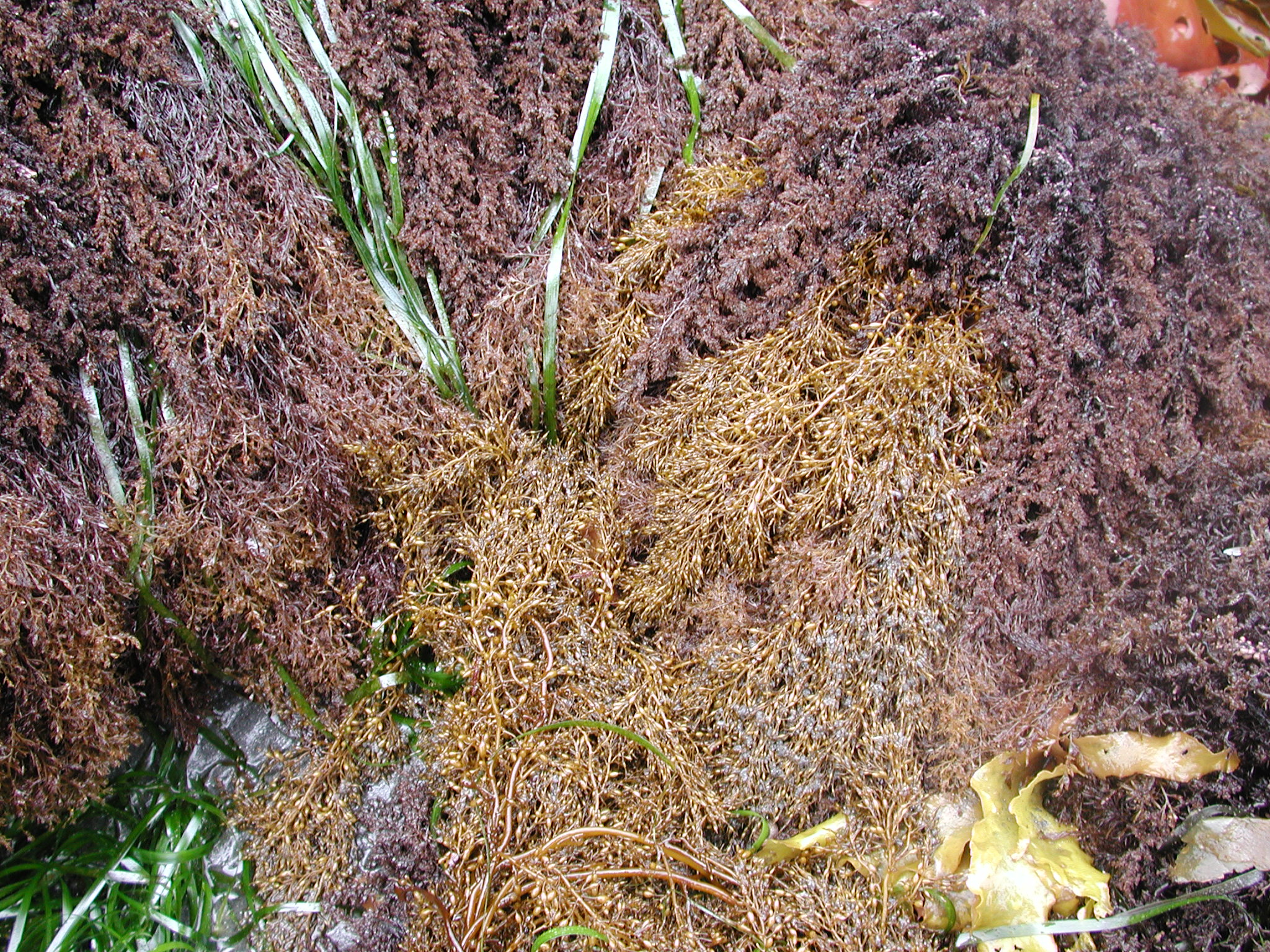 Stephanocystis geminata – M. Lindeberg · Kodiak Archipelago · May 2005