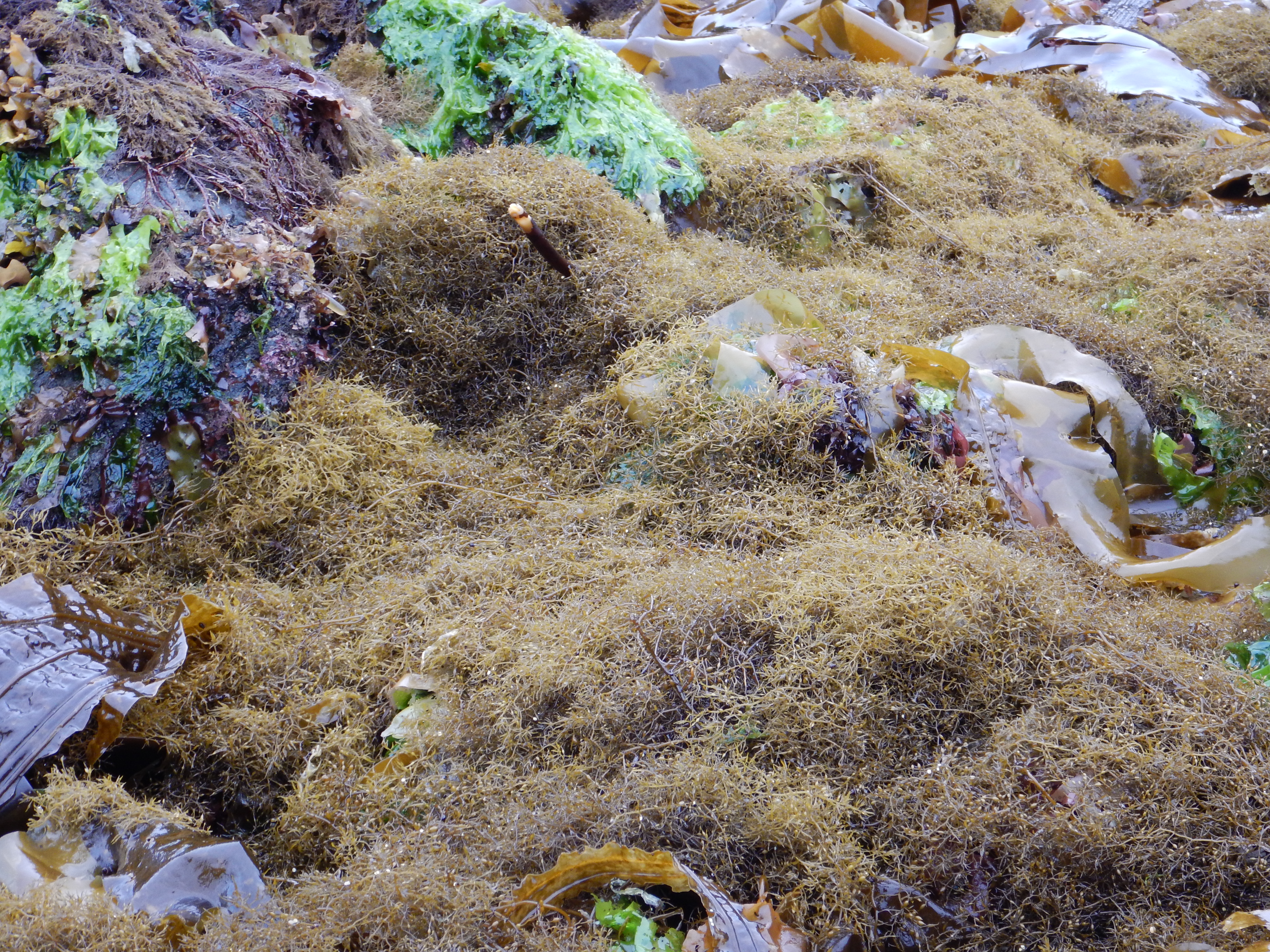 Stephanocystis geminata – M. Lindeberg · Kenai Peninsula · June 2014