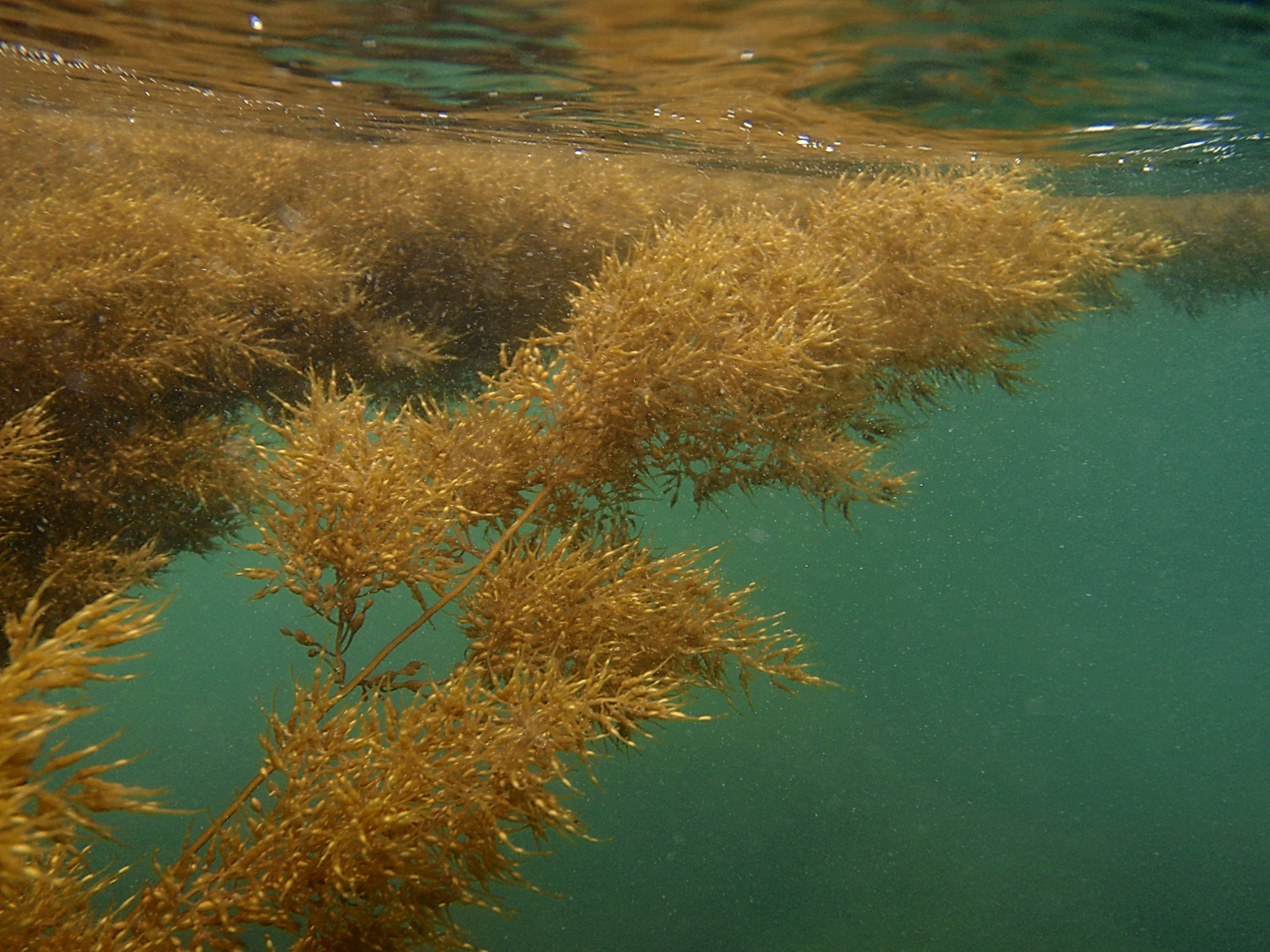 Stephanocystis geminata – S. Saupe · Alaska Peninsula · July 2009