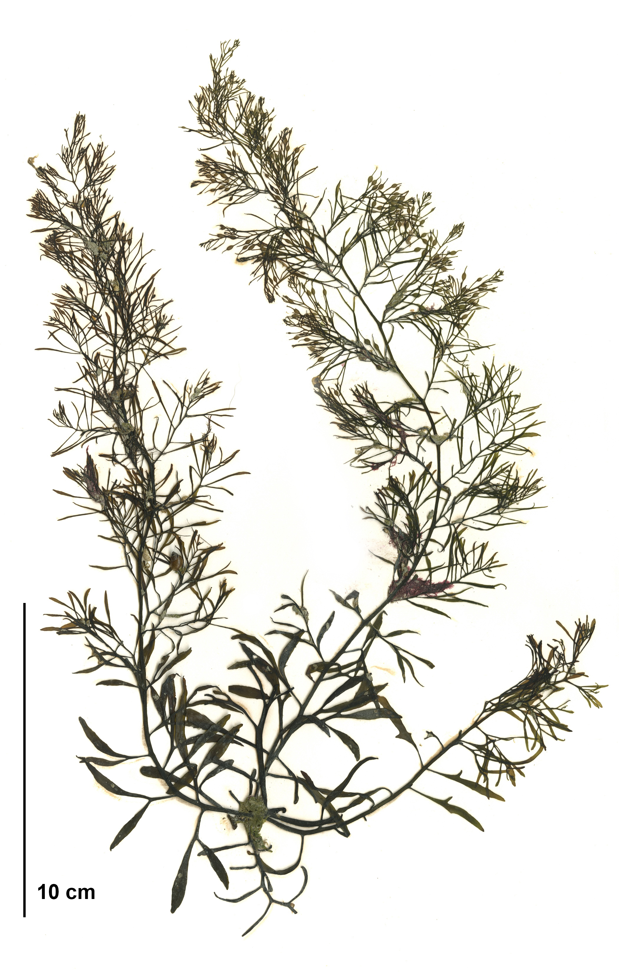 Stephanocystis geminata