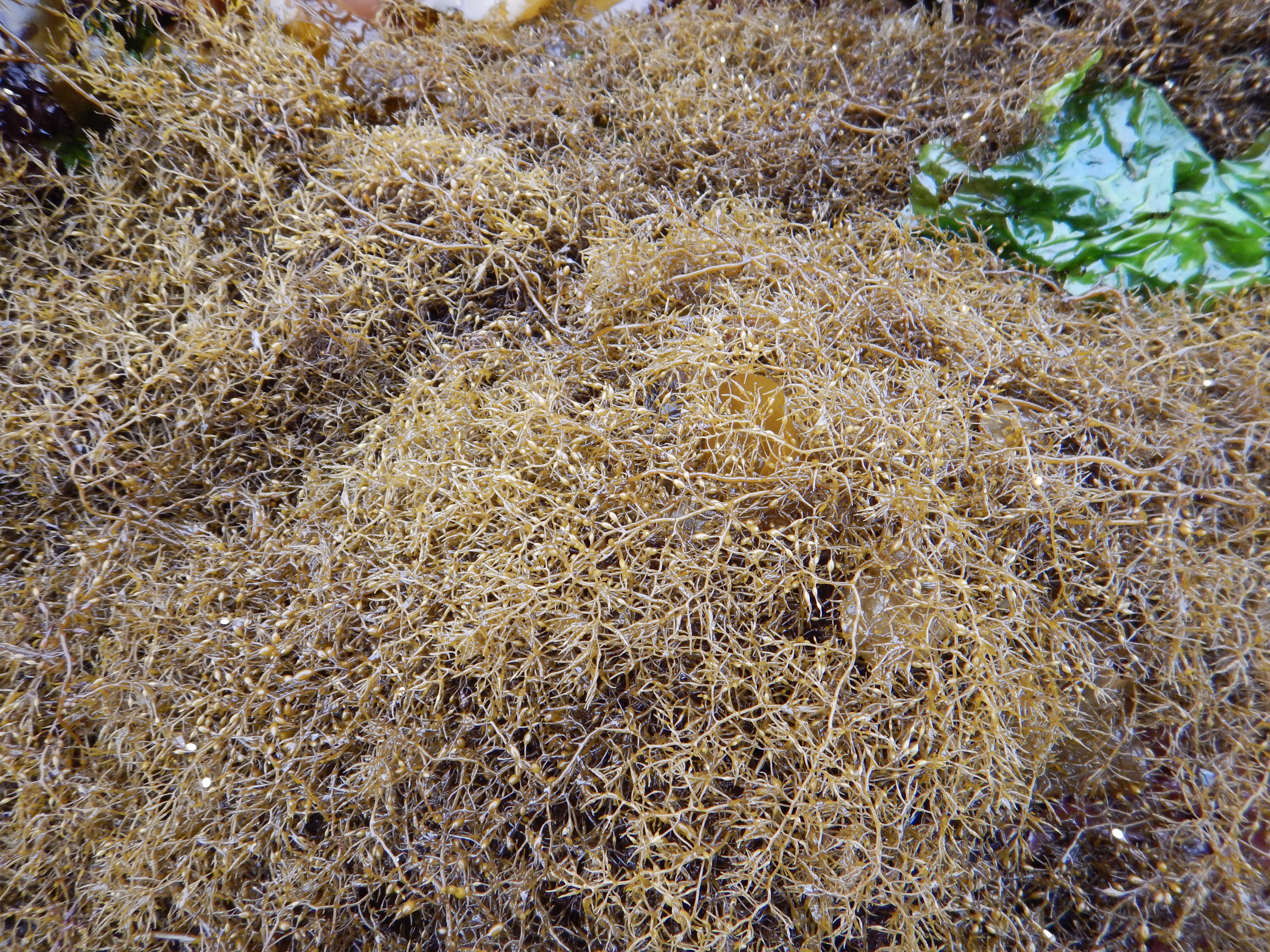 Stephanocystis geminata – M. Lindeberg · Kenai Peninsula · June 2014