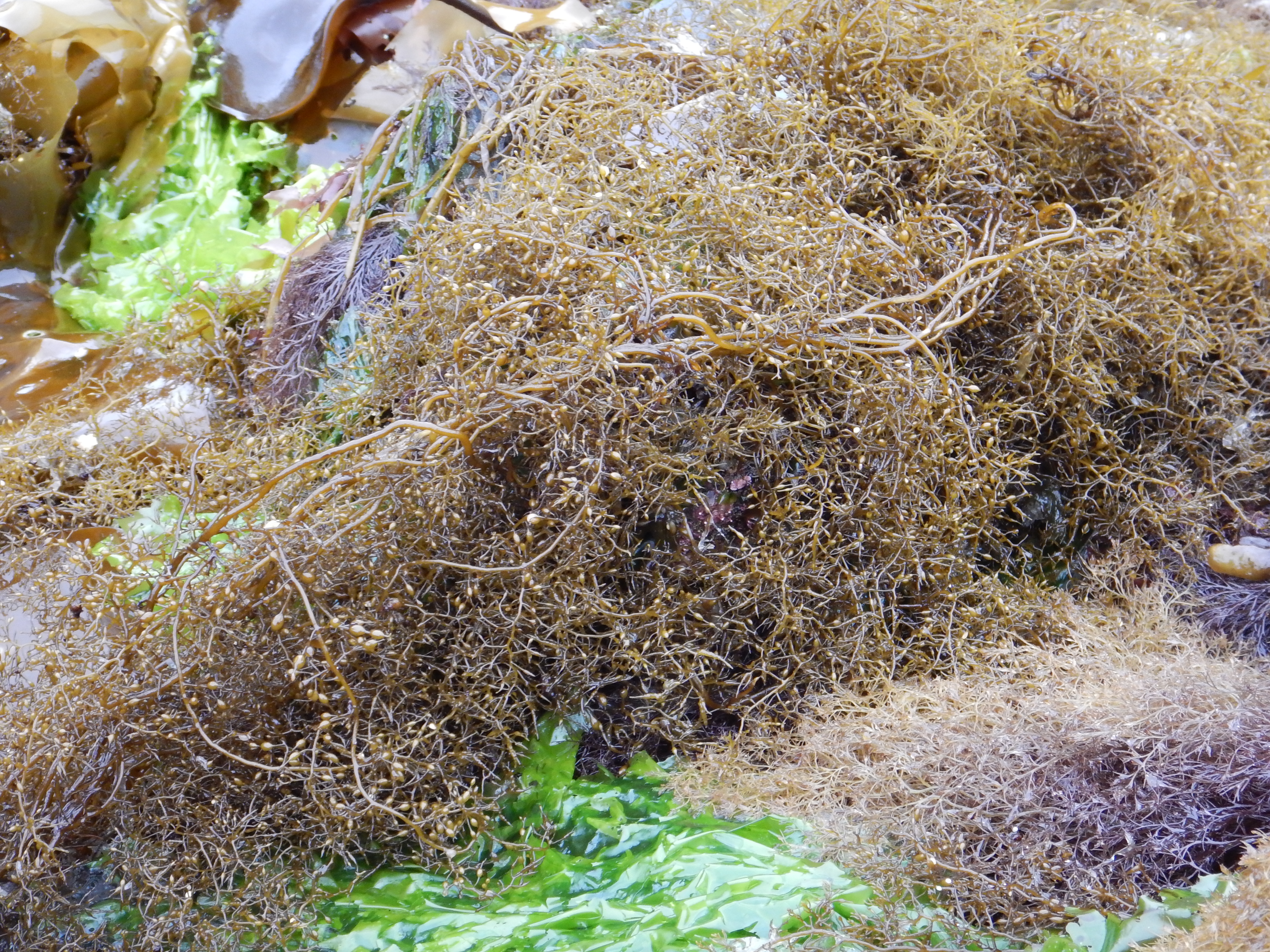 Stephanocystis geminata – M. Lindeberg · Kenai Peninsula · June 2014