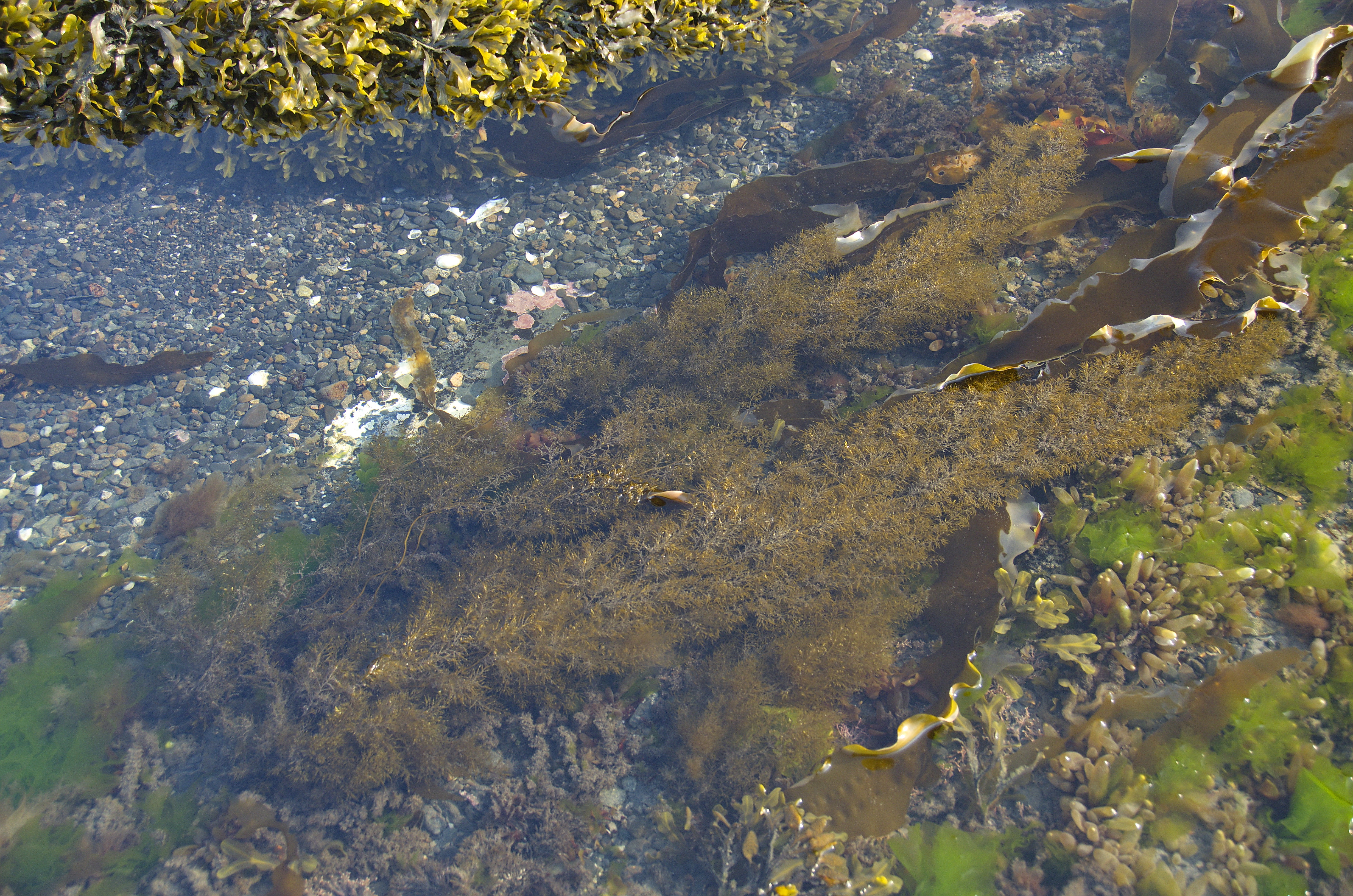 Stephanocystis geminata – M. Lindeberg · Cook Inlet · June 2014