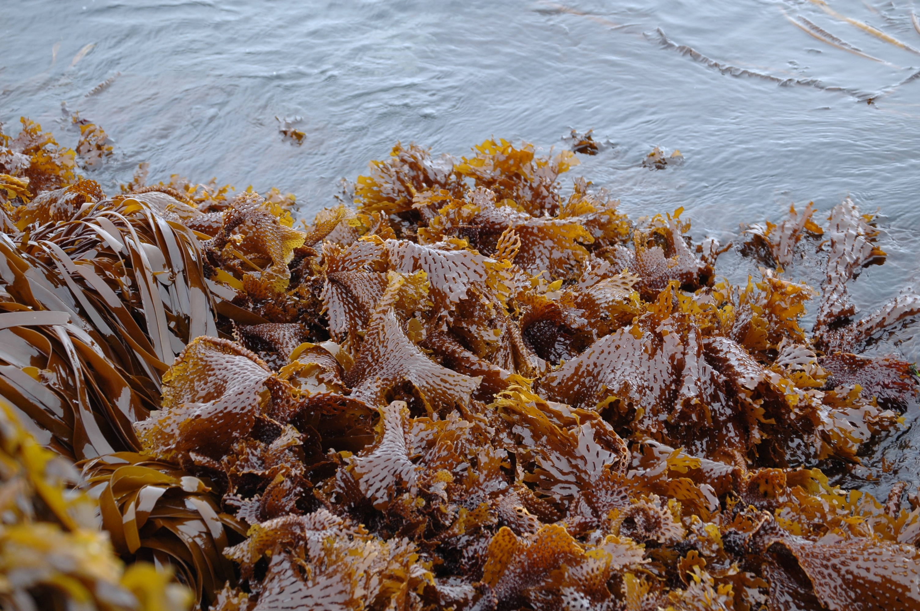 Thalassiophyllum clathrus – M. Lindeberg · Aleutian Islands · July 2007
