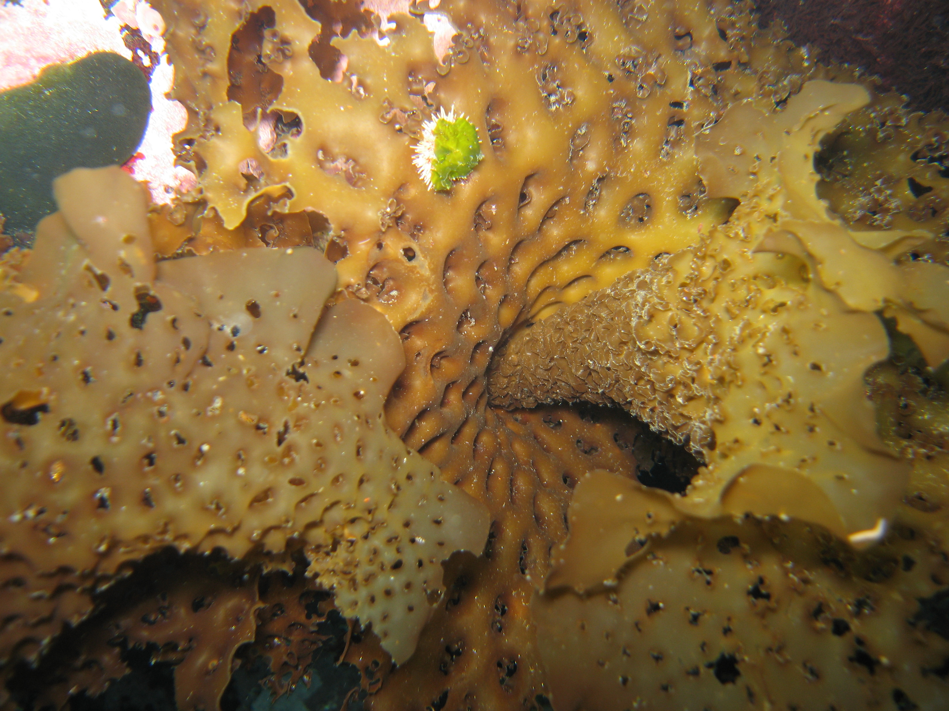 Thalassiophyllum clathrus – S. Jewett · Aleutian Islands · July 2006