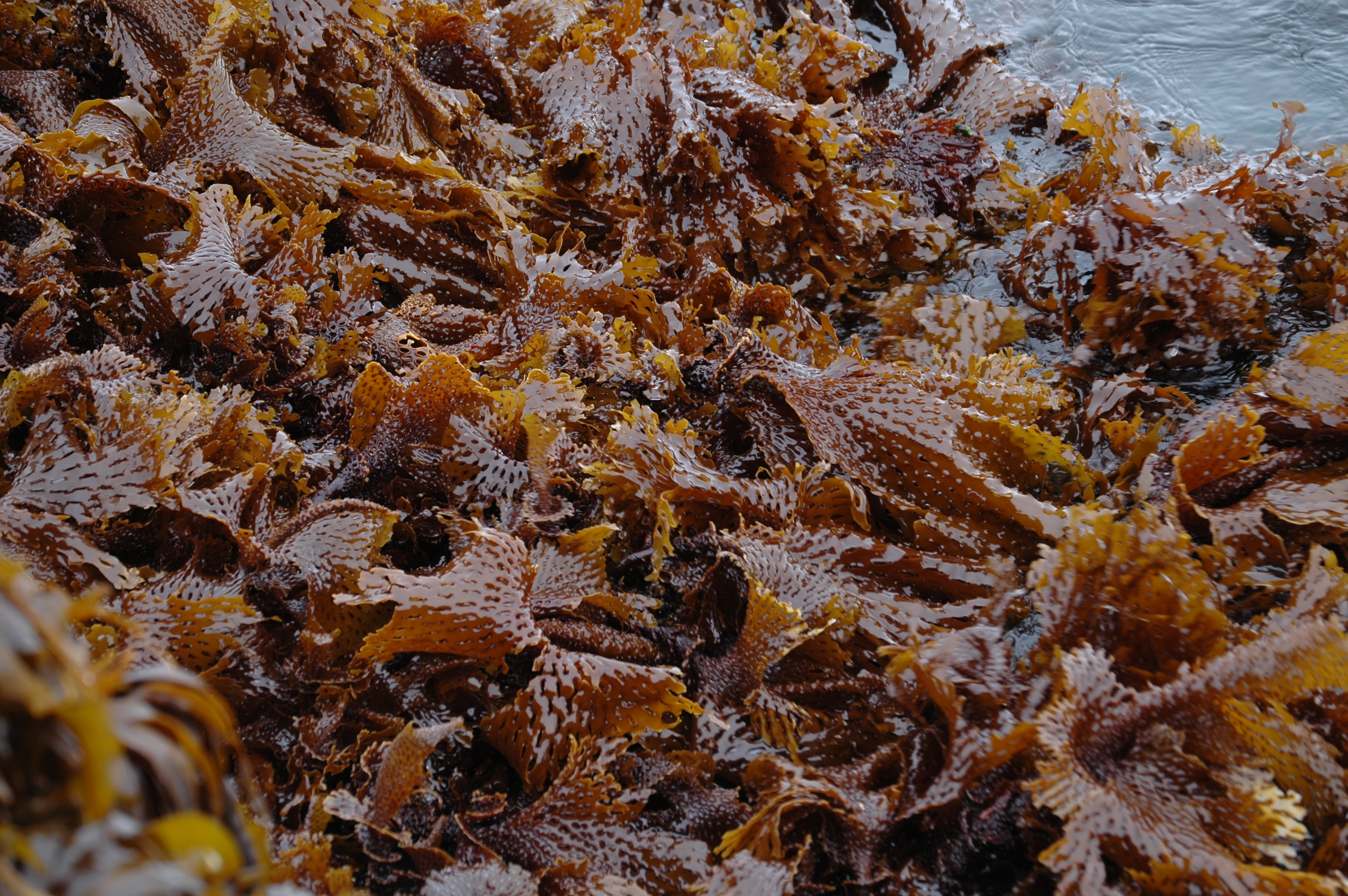 Thalassiophyllum clathrus – M. Lindeberg · Aleutian Islands · July 2007