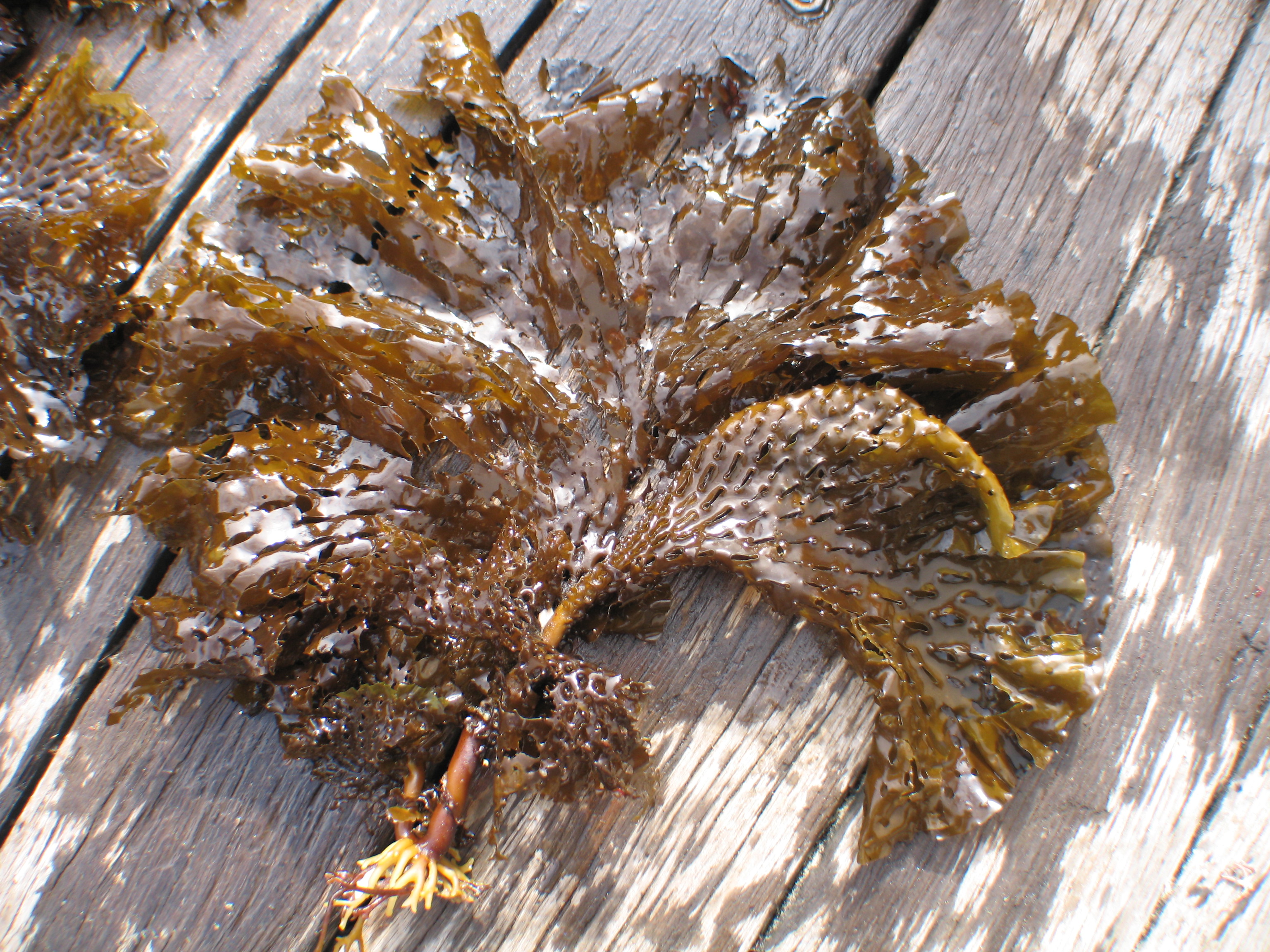 Thalassiophyllum clathrus – M. Lindeberg · Aleutian Islands · July 2006