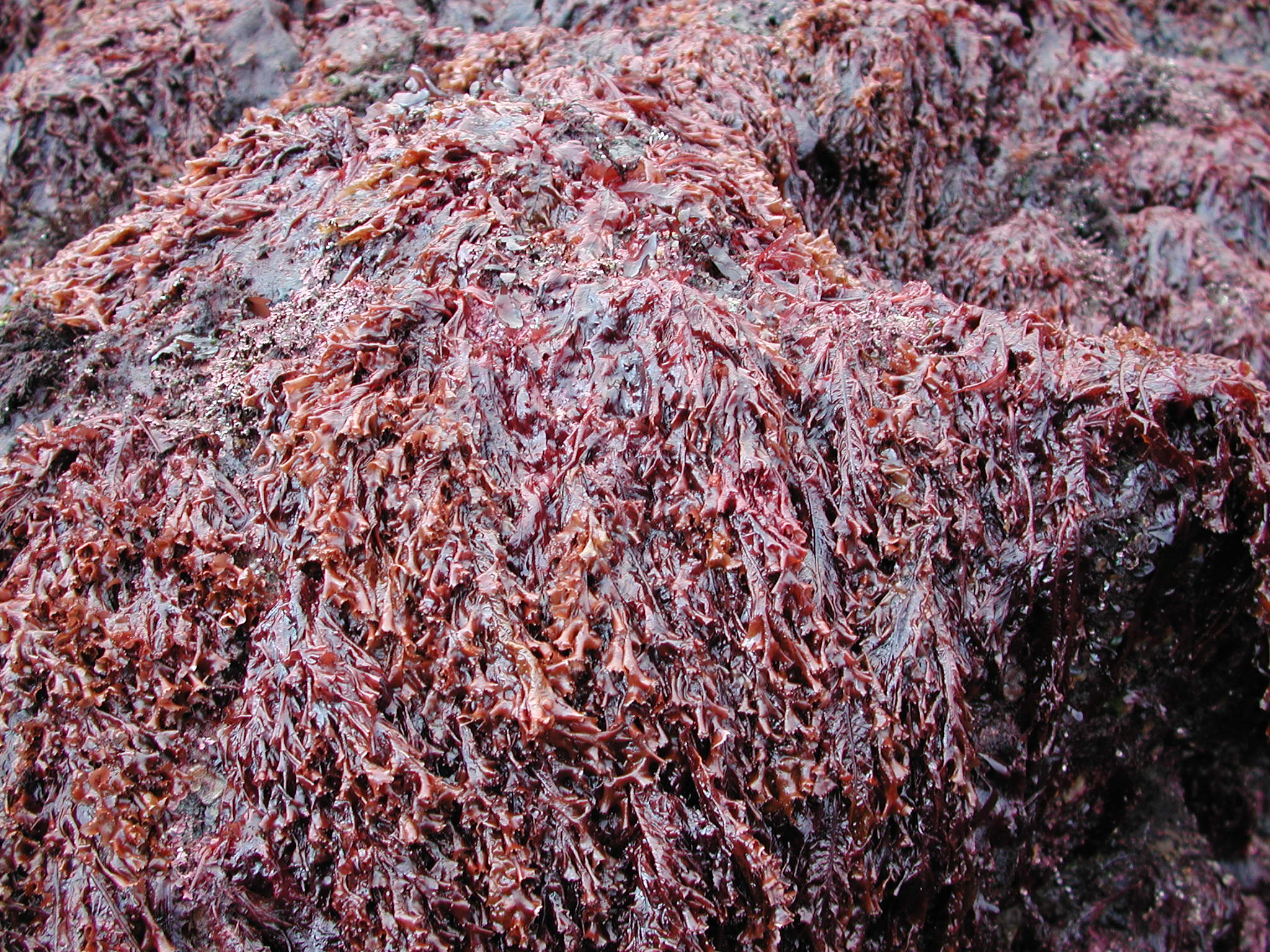 Tokidadendron bullatum – M. Lindeberg · Prince William Sound · March 2002