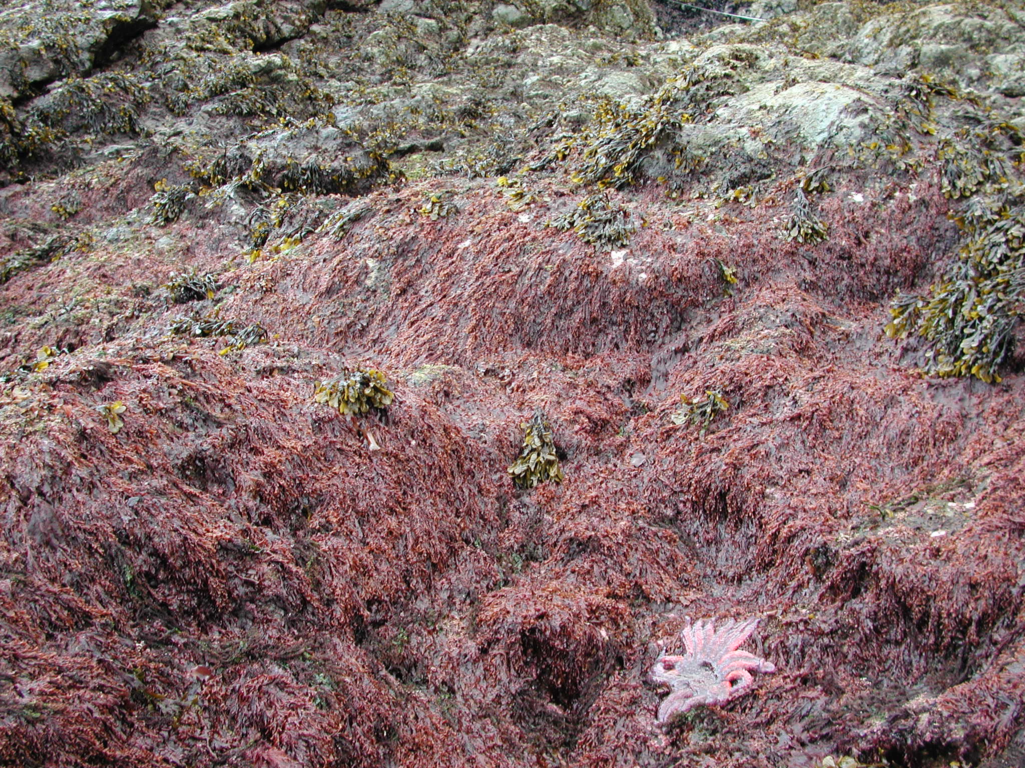 Tokidadendron bullatum – M. Lindeberg · Prince William Sound · March 2002