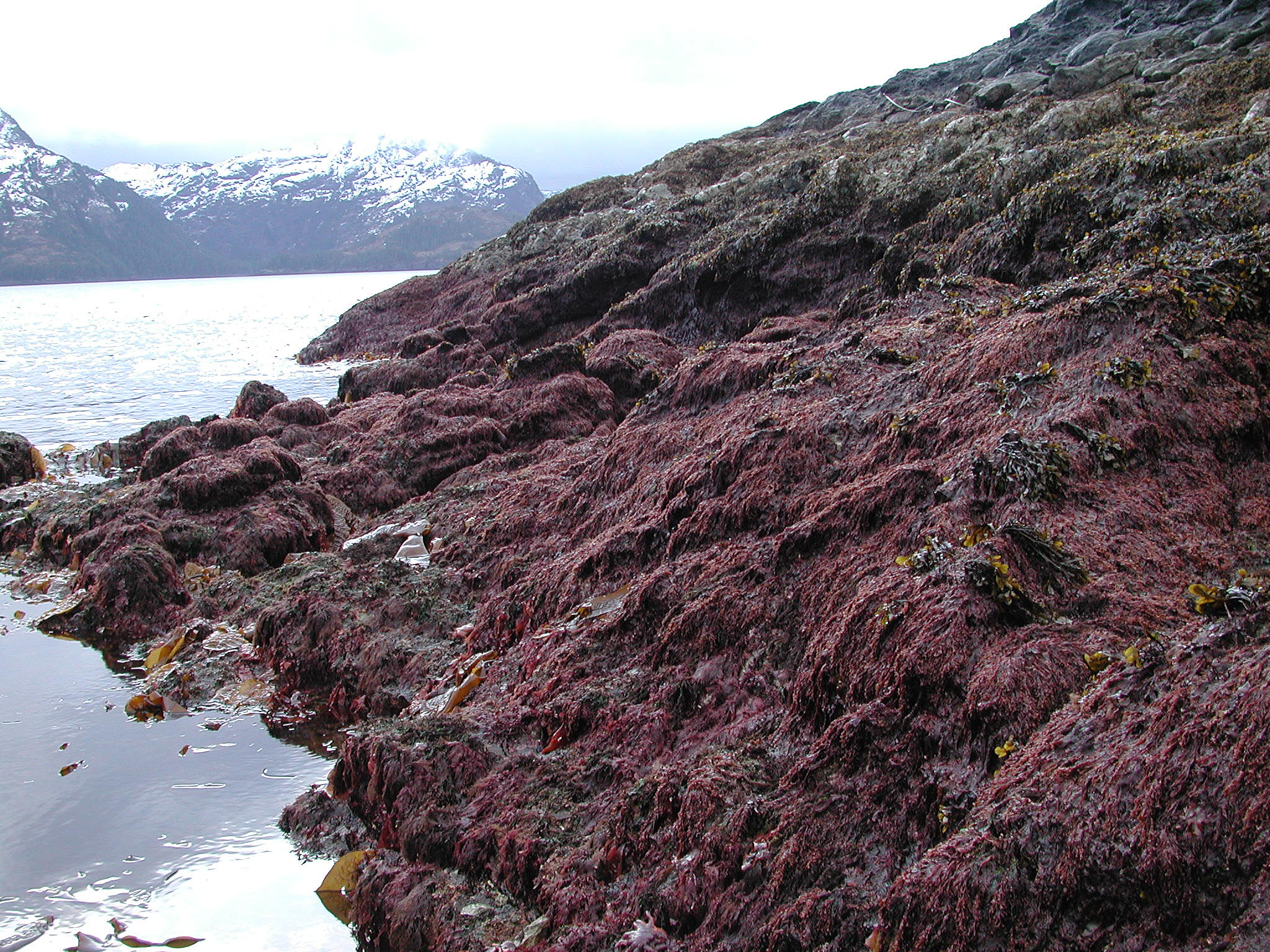 Tokidadendron bullatum – M. Lindeberg · Prince William Sound · March 2002
