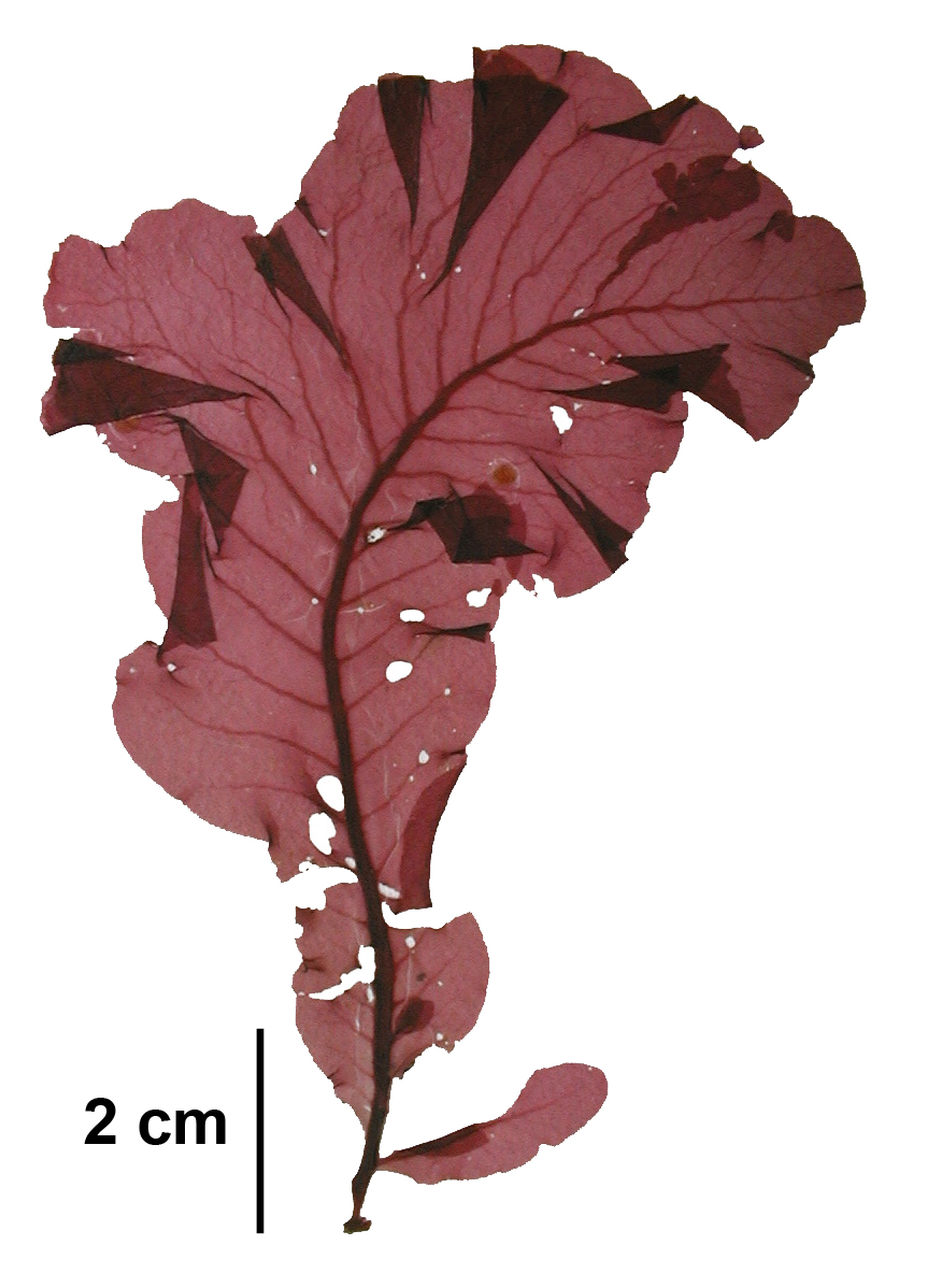 Tokidadendron bullatum