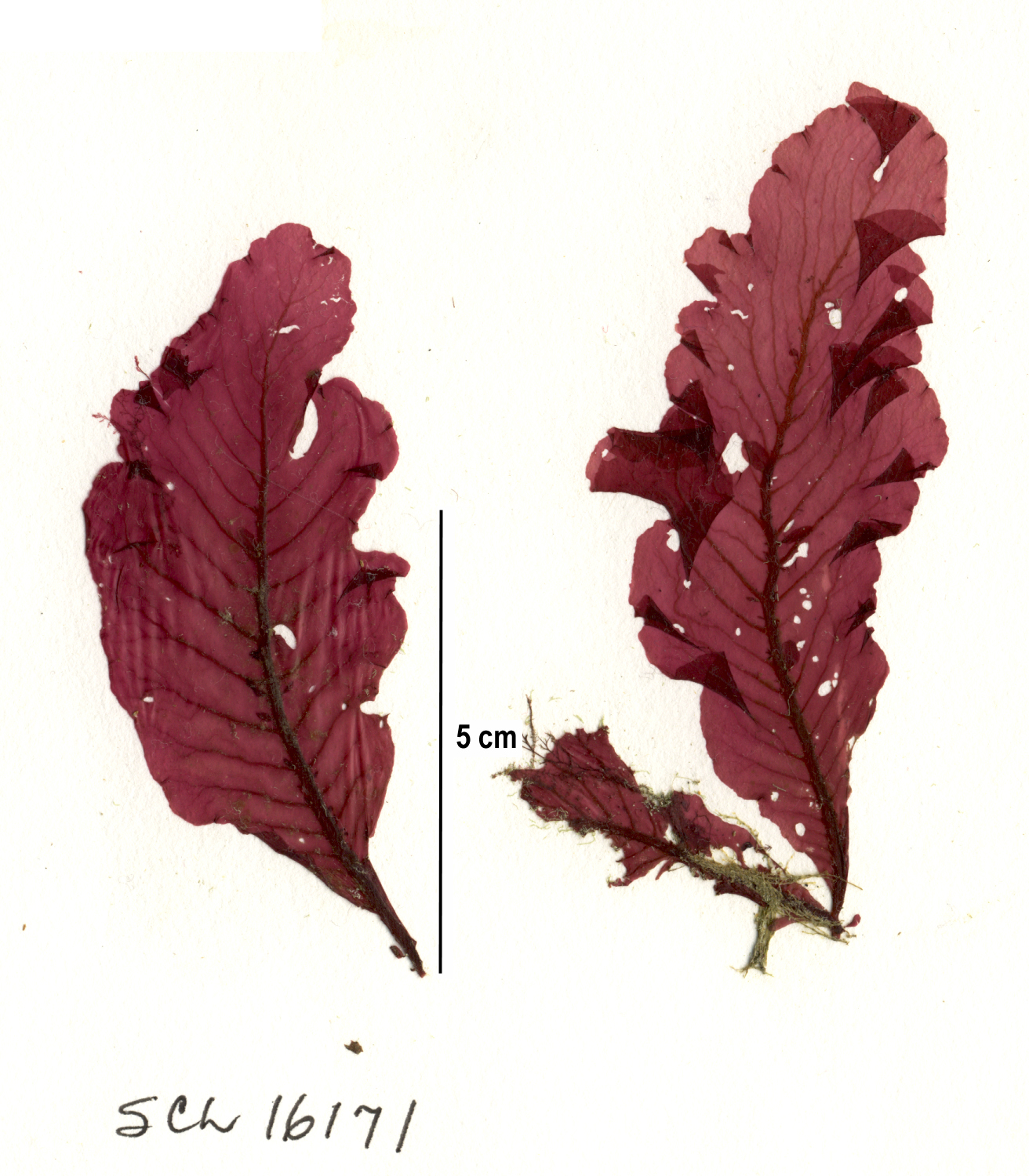 Tokidadendron bullatum – S. Lindstrom · Alaska Peninsula · May 2016
