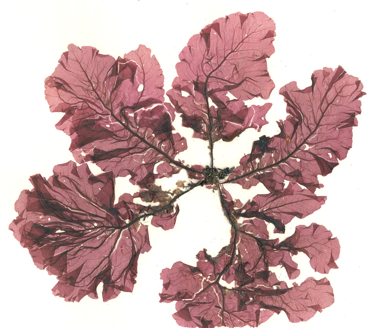 Tokidadendron bullatum – M. Lindeberg