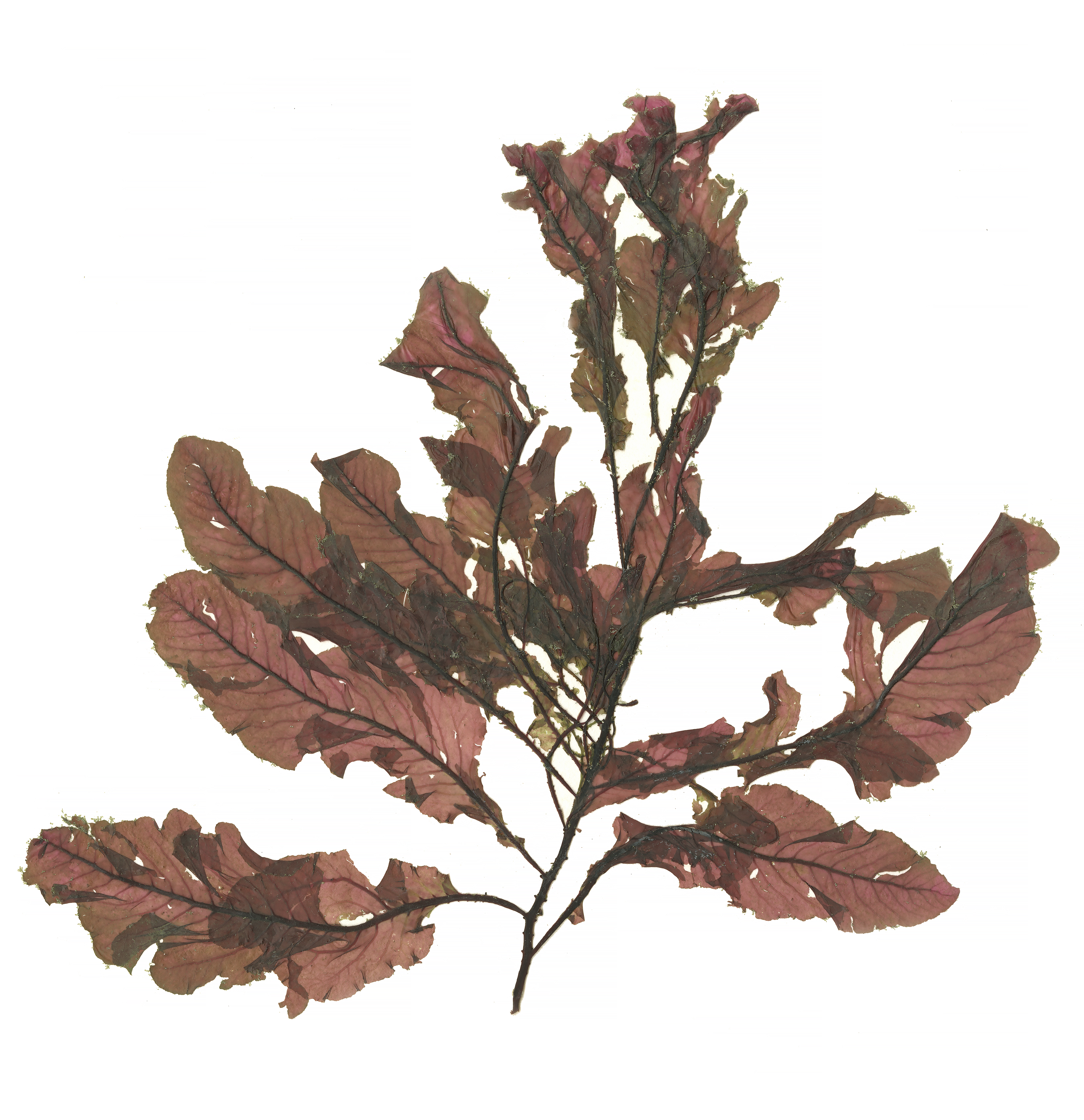 Tokidadendron bullatum – M. Lindeberg · Alaska Peninsula · May 2016