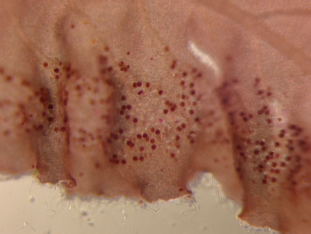 Tokidadendron bullatum – M. Lindeberg · Cook Inlet · June 1999