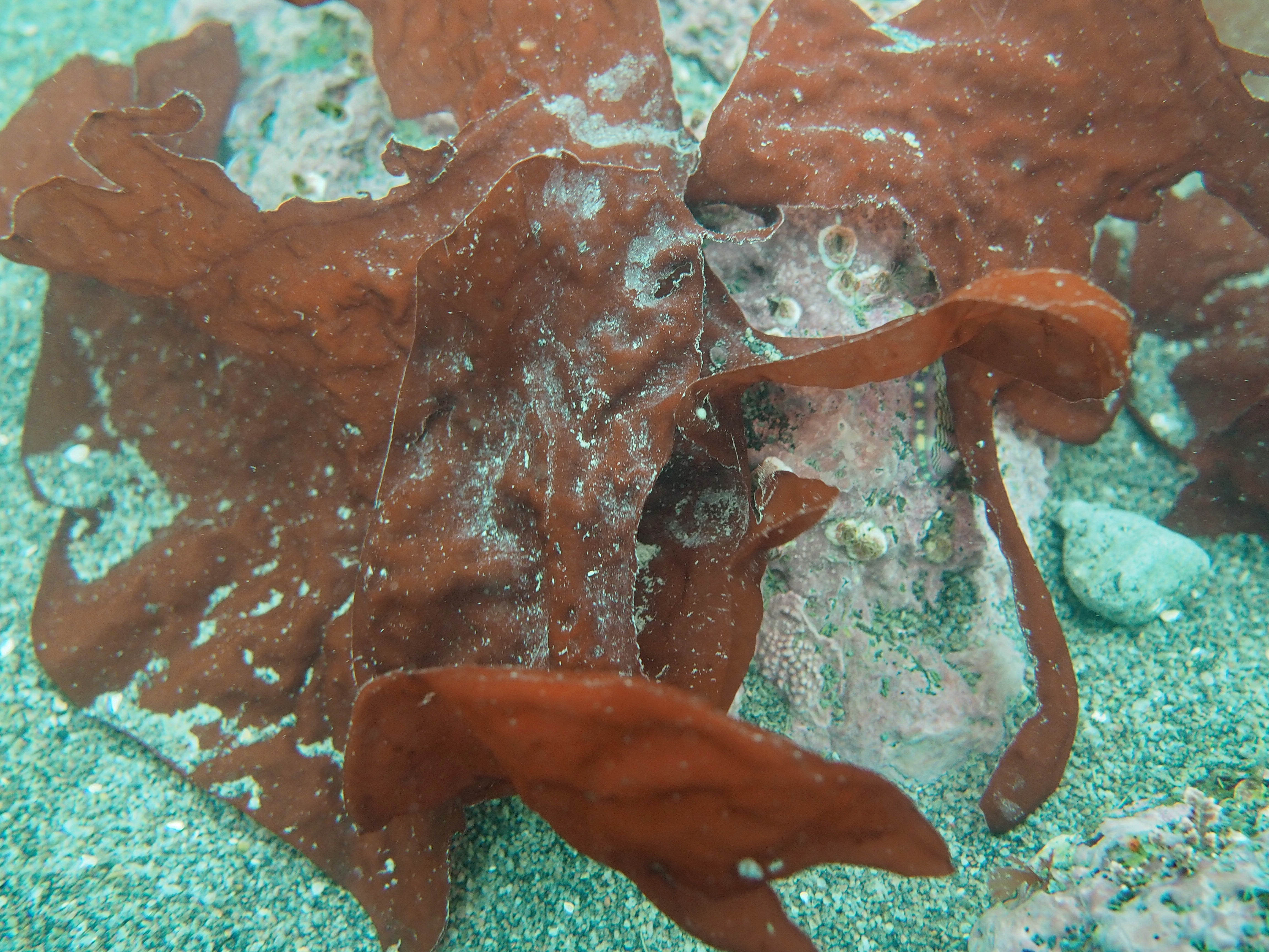 Turnerella mertensiana – M. Lindeberg · Cook Inlet · May 2018