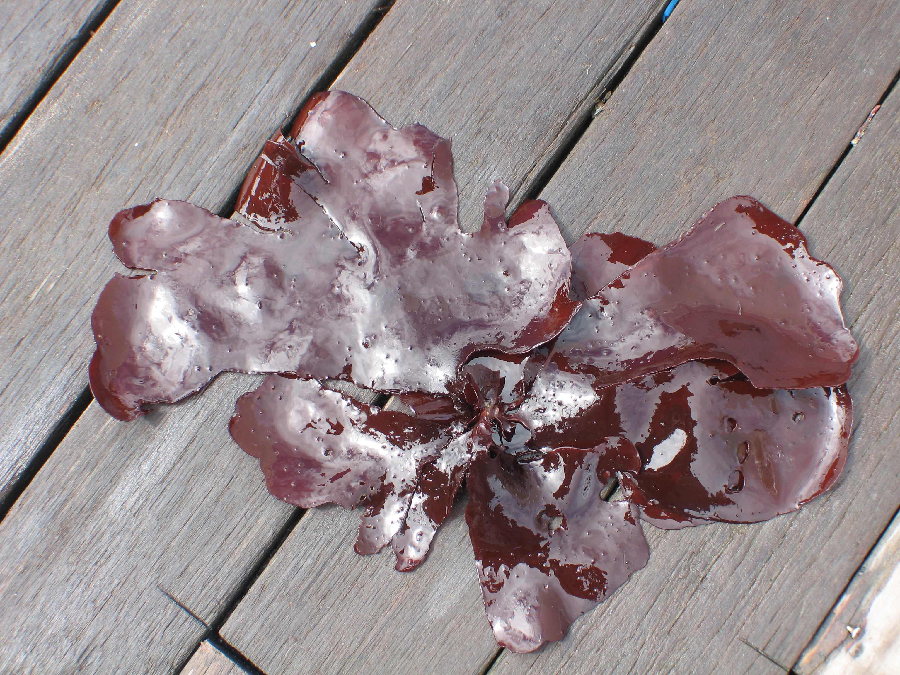 Turnerella mertensiana – M. Lindeberg · Aleutian Islands · July 2006