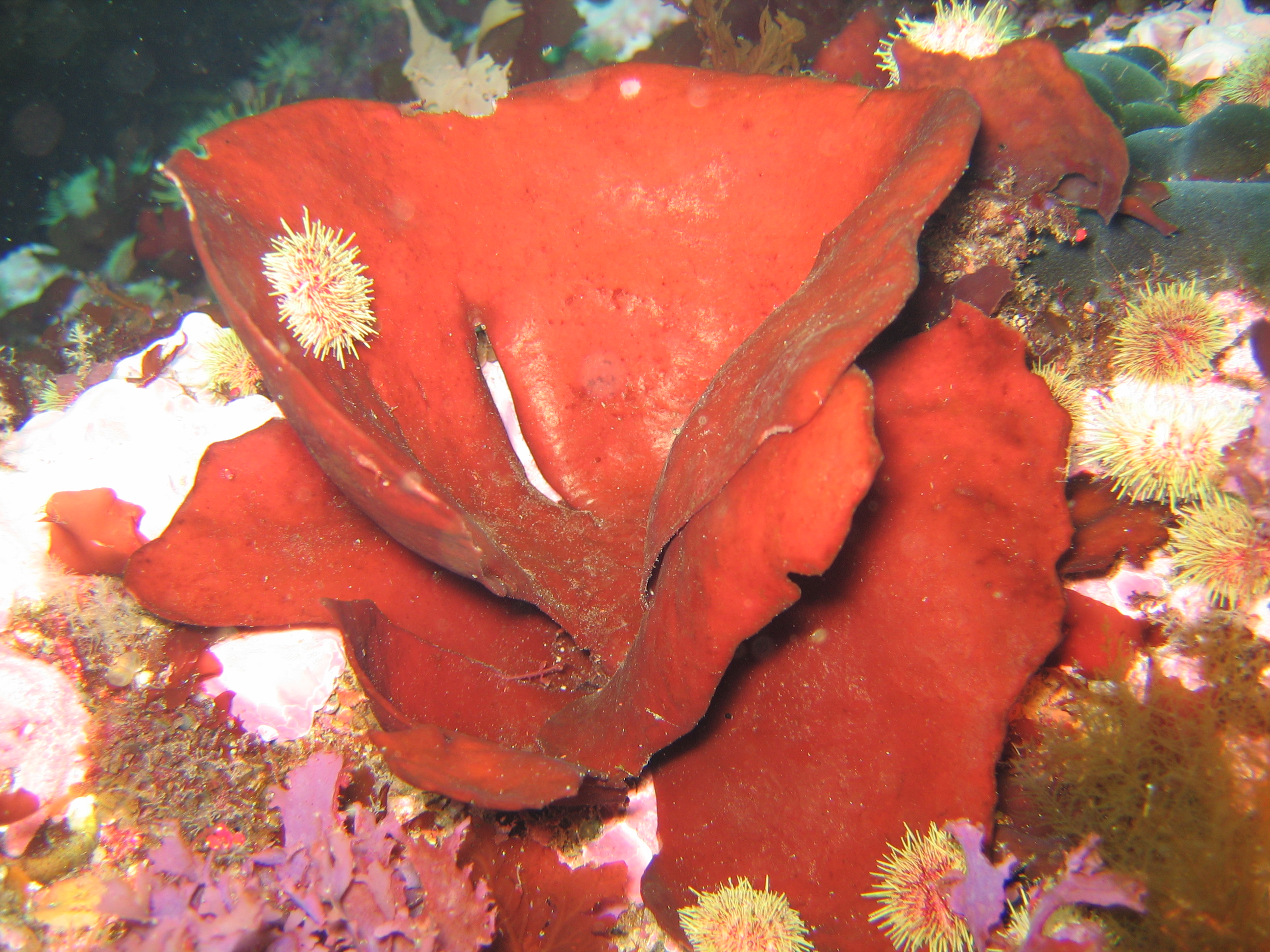 Turnerella mertensiana – M. Lindeberg · Aleutian Islands · July 2007