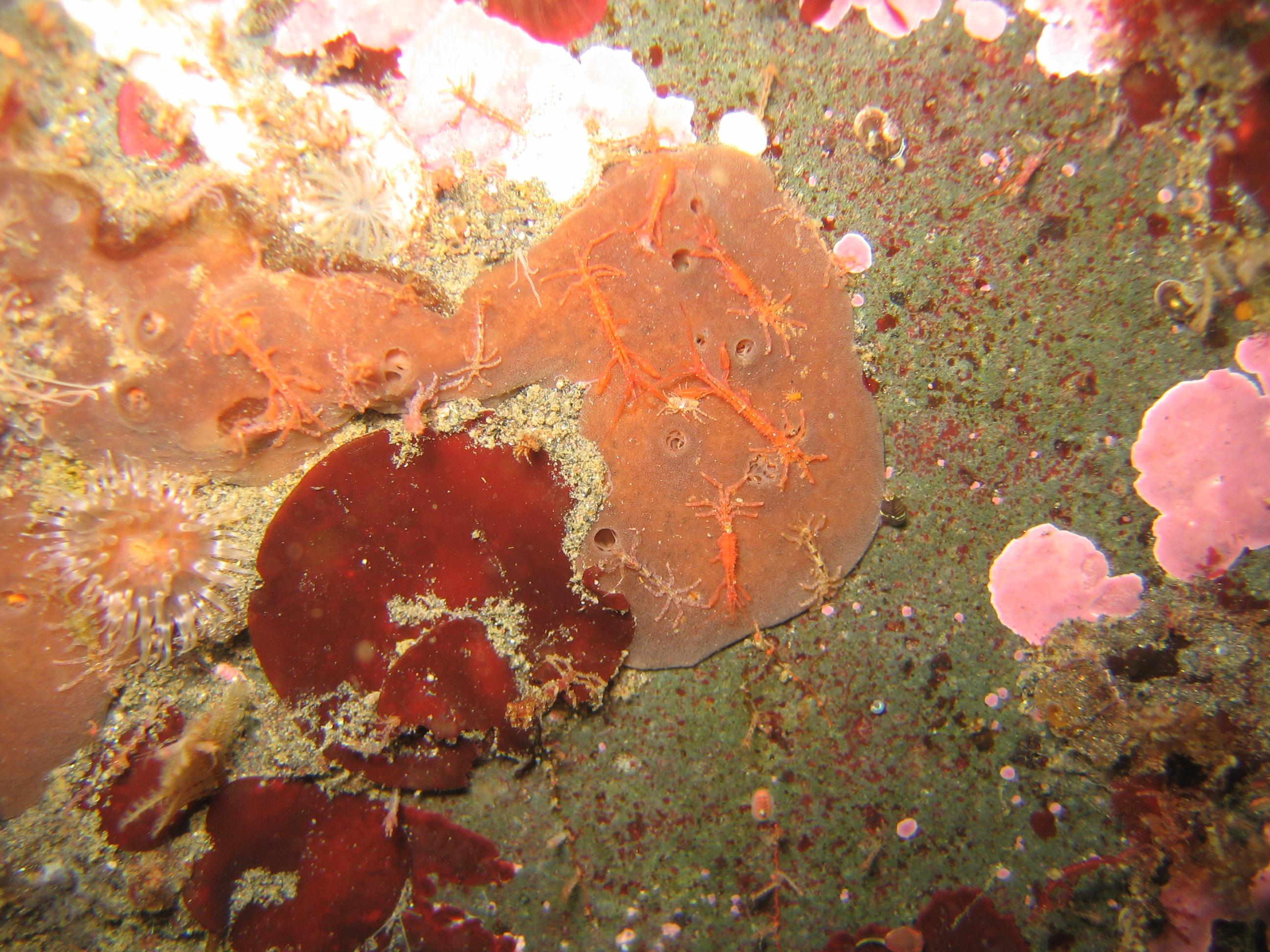 Turnerella mertensiana – M. Lindeberg · Aleutian Islands · July 2007