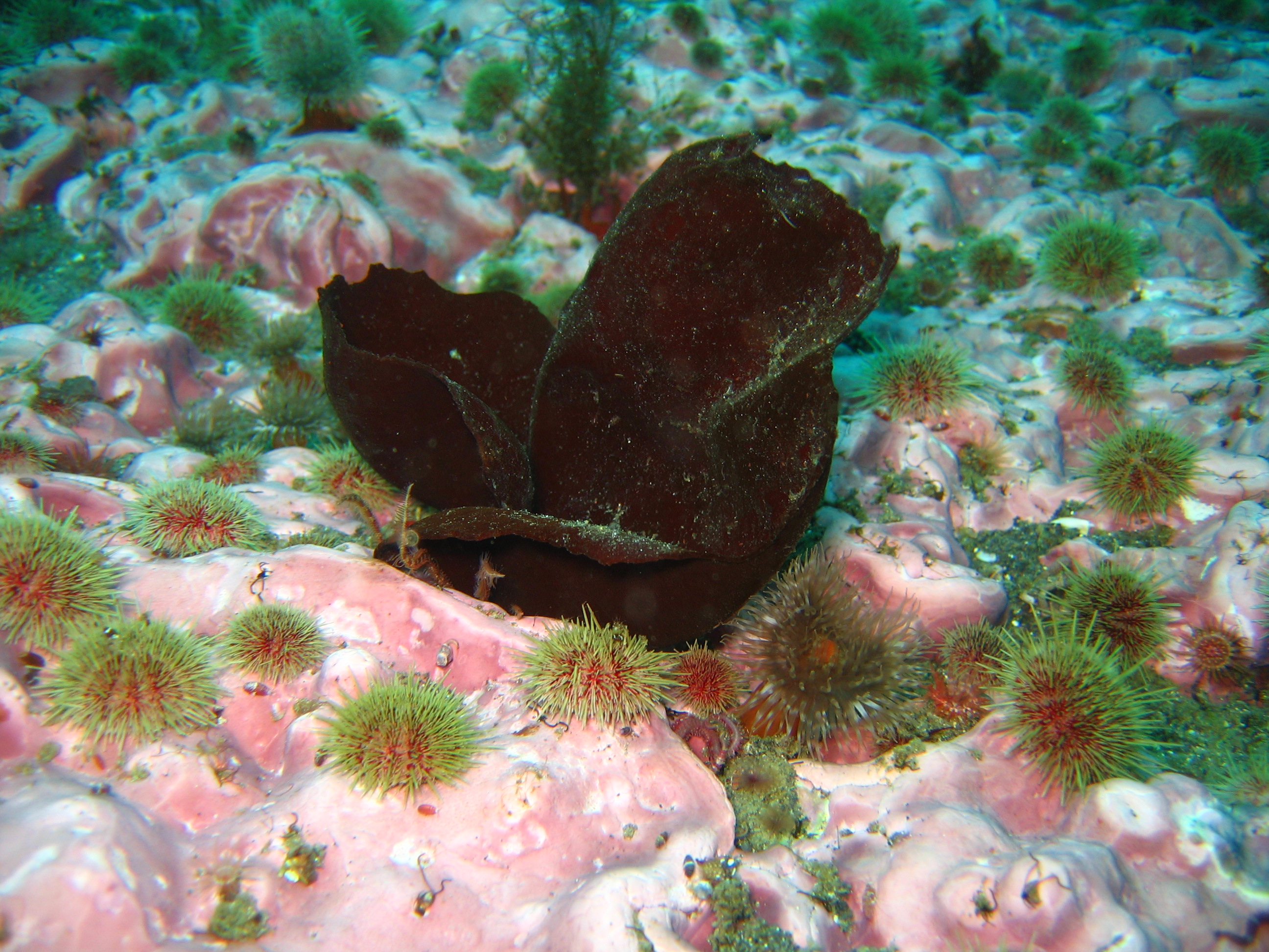 Turnerella mertensiana – M. Lindeberg · Aleutian Islands · July 2006