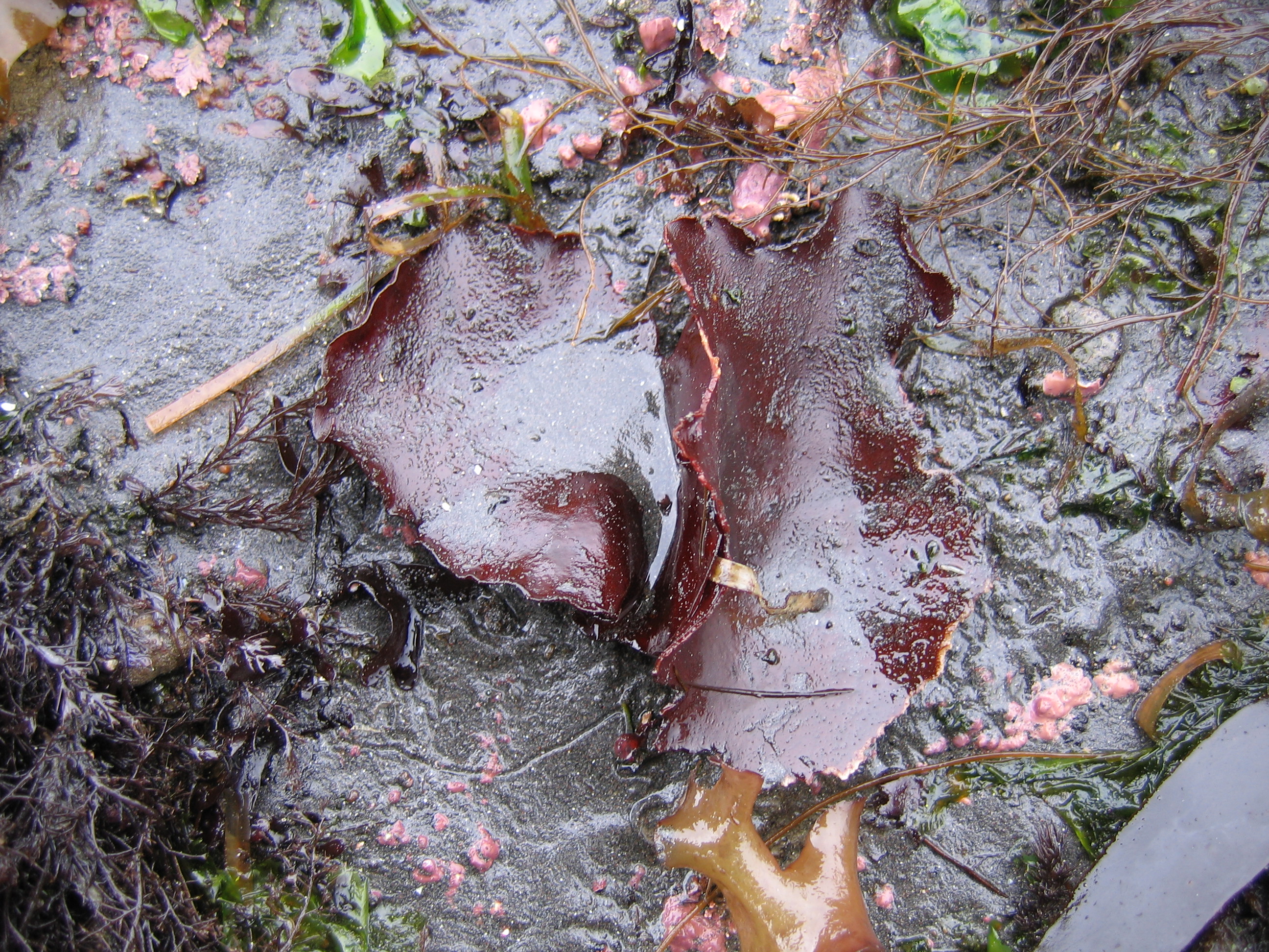 Turnerella mertensiana – M. Lindeberg · Aleutian Islands · July 2006