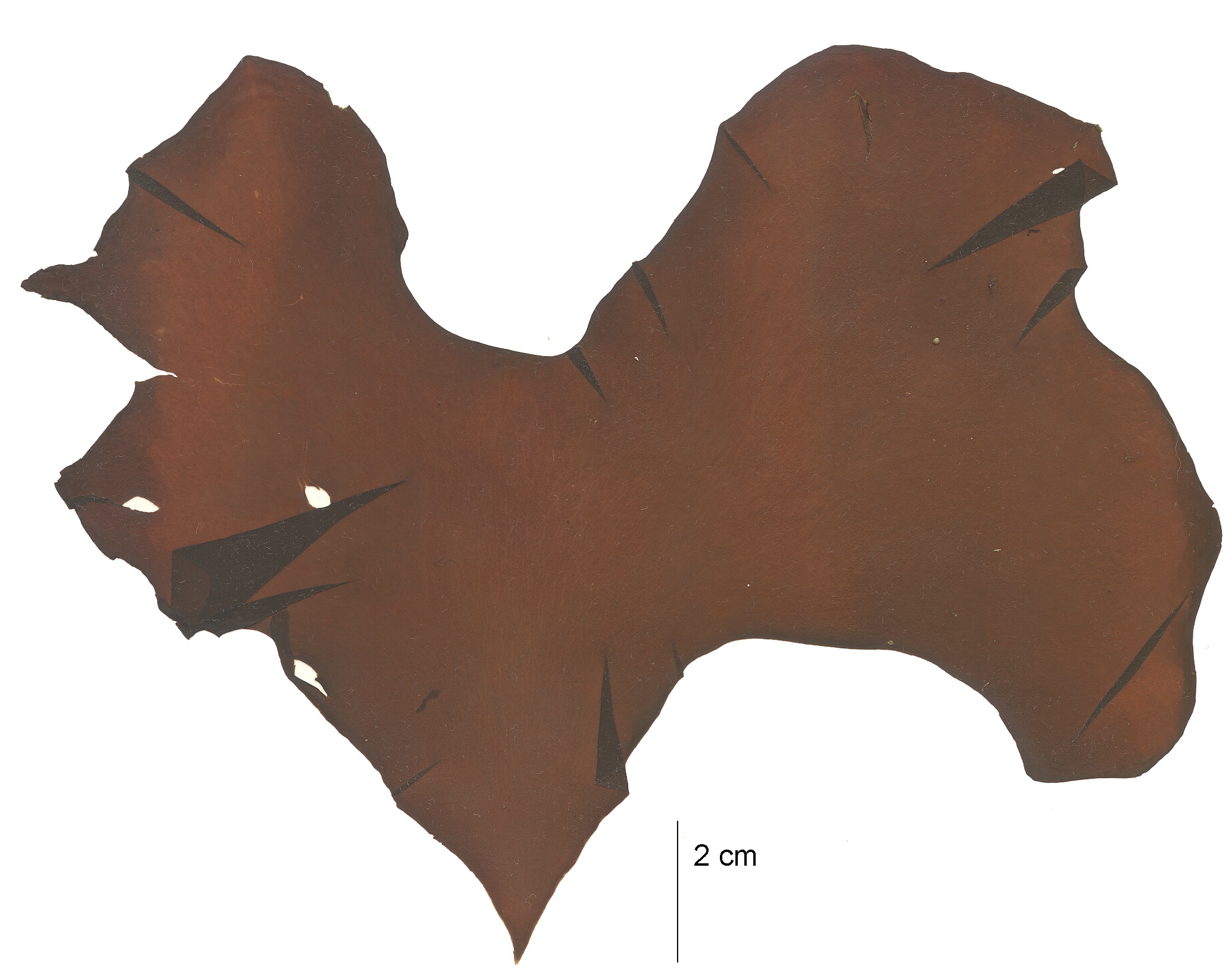 Turnerella mertensiana – M. Lindeberg